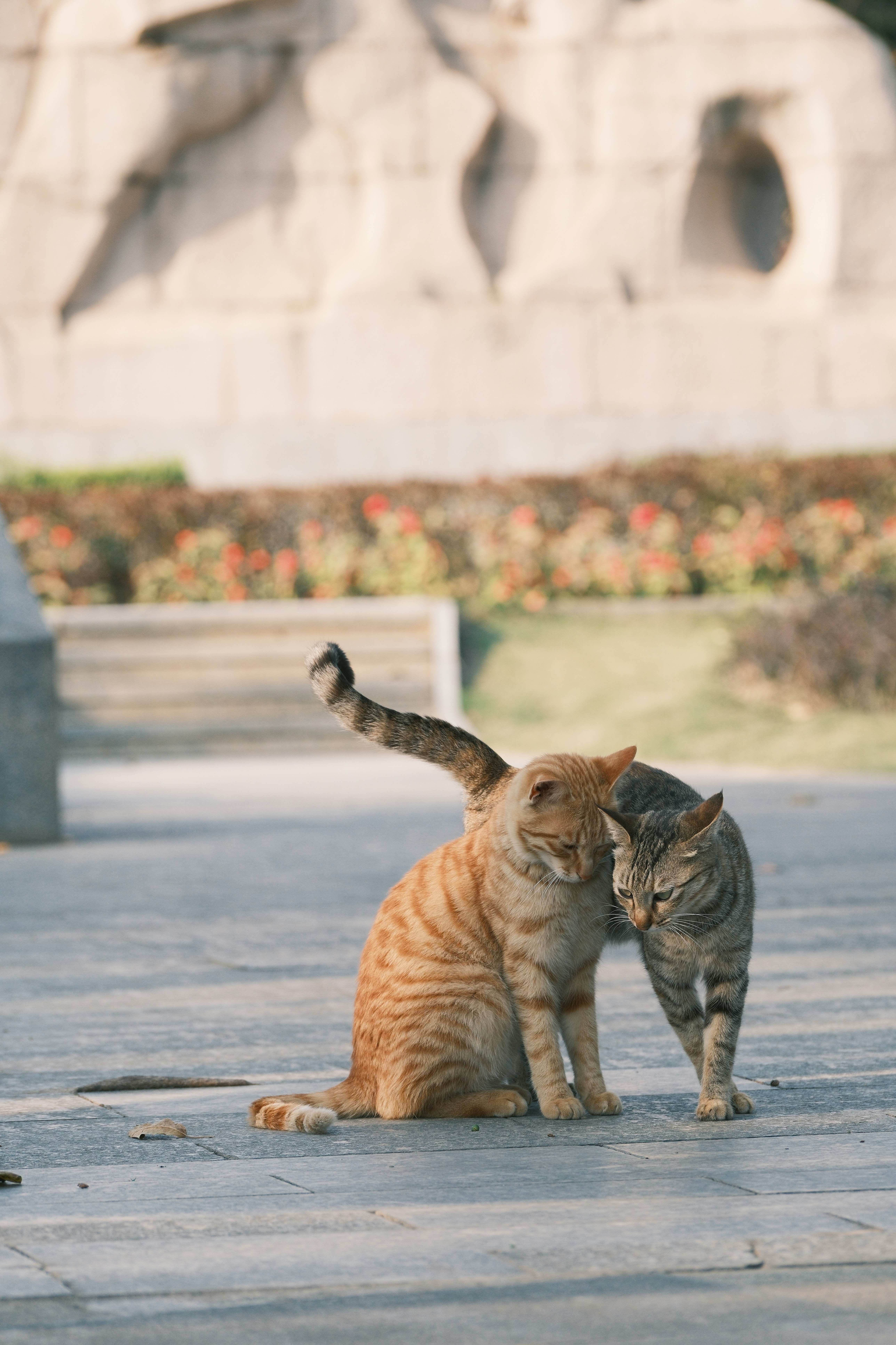 Two cats interacting affectionately outdoors