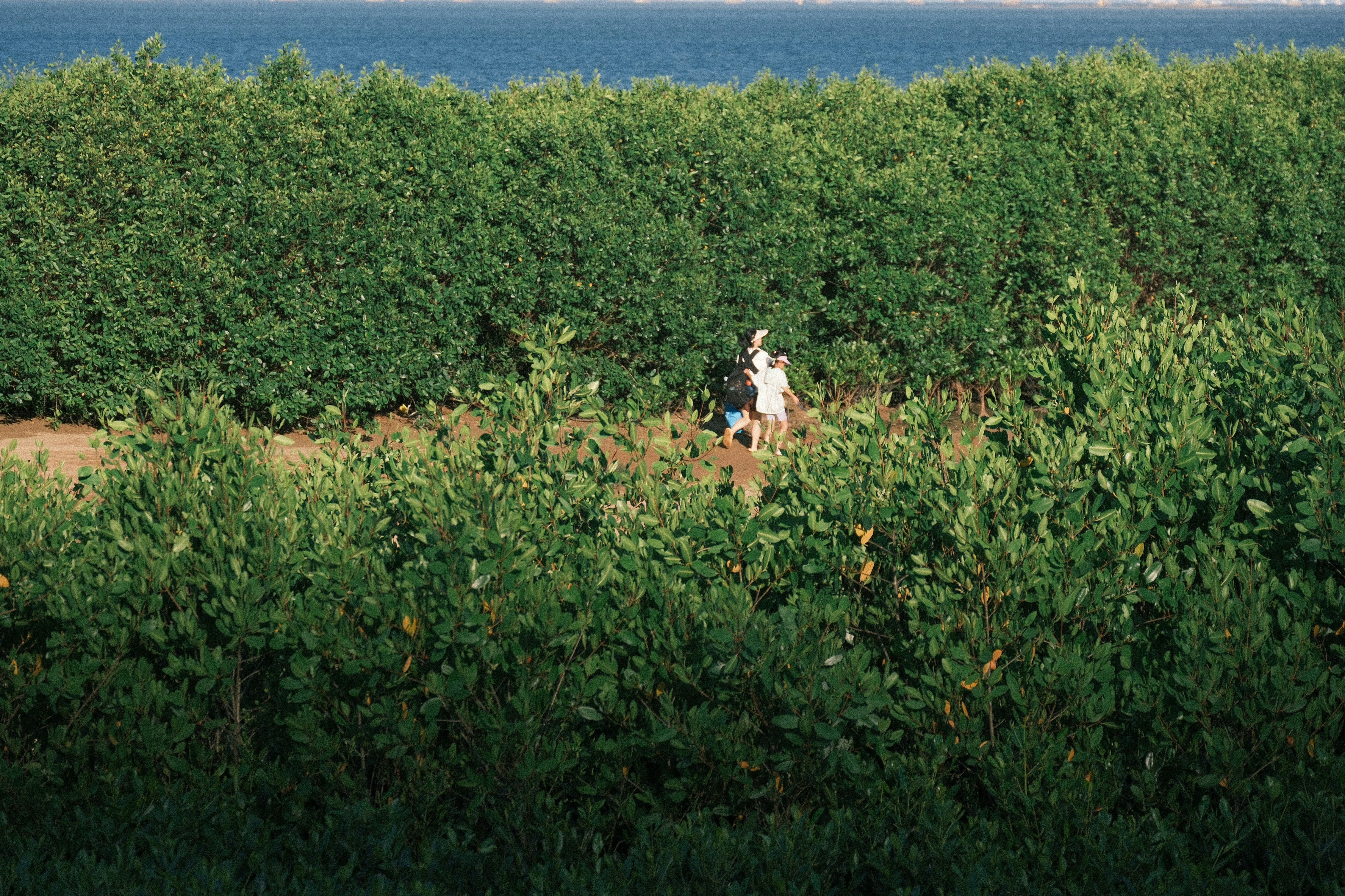 A person walks through a dense green forest.