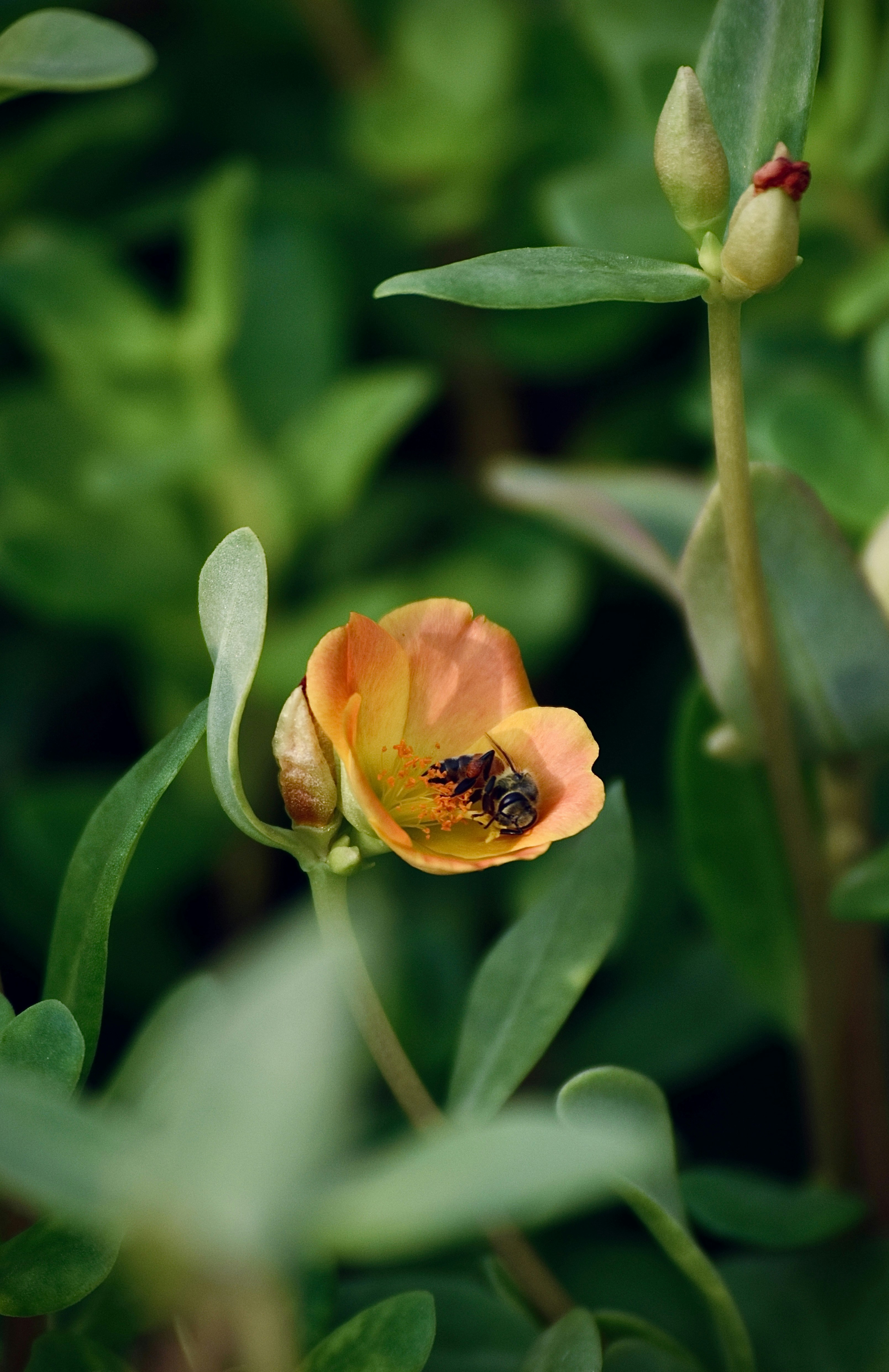 Eine Biene bestäubt eine kleine orangefarbene Blüte.