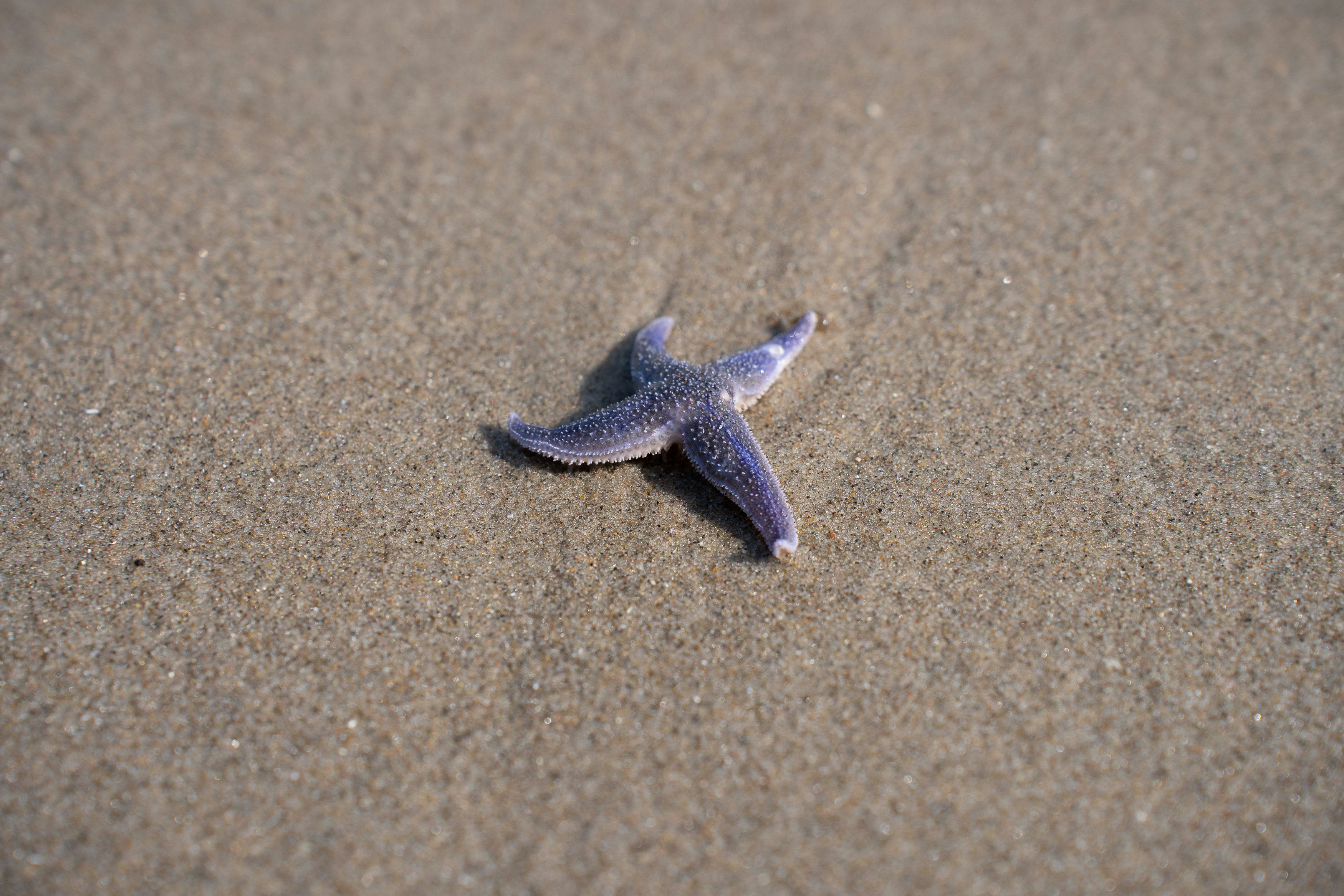 A small purple starfish rests on wet sand.
