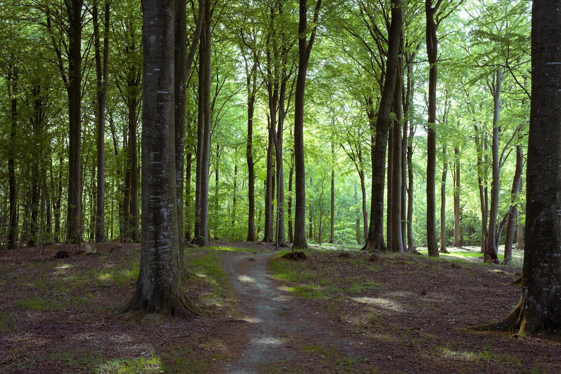 Hêtraie claire traversée par un sentier de terre