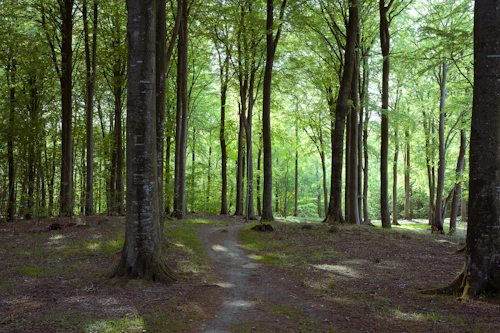 Hêtraie claire traversée par un sentier de terre