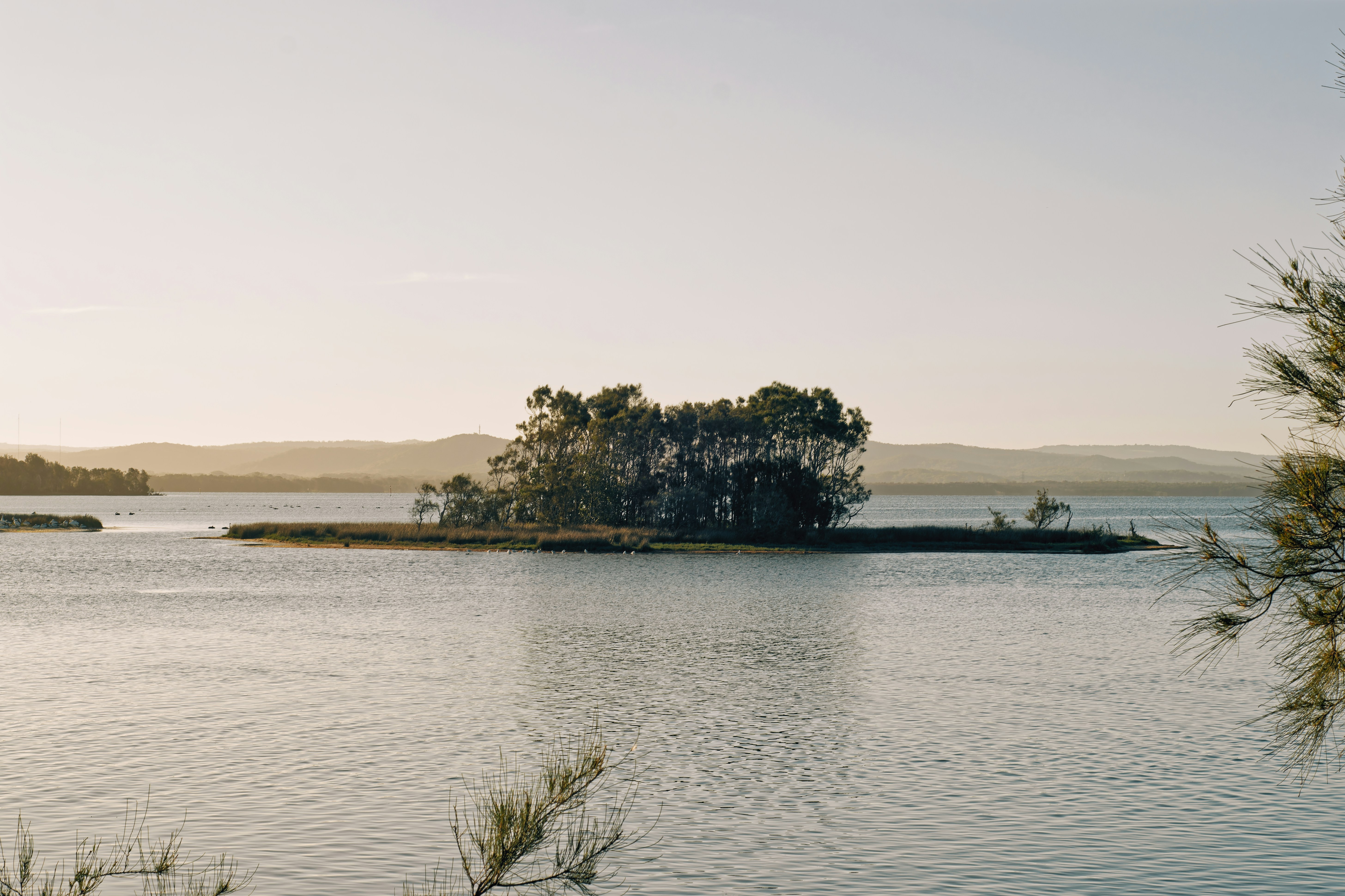 Piccola isola con alberi in un specchio d'acqua calmo.