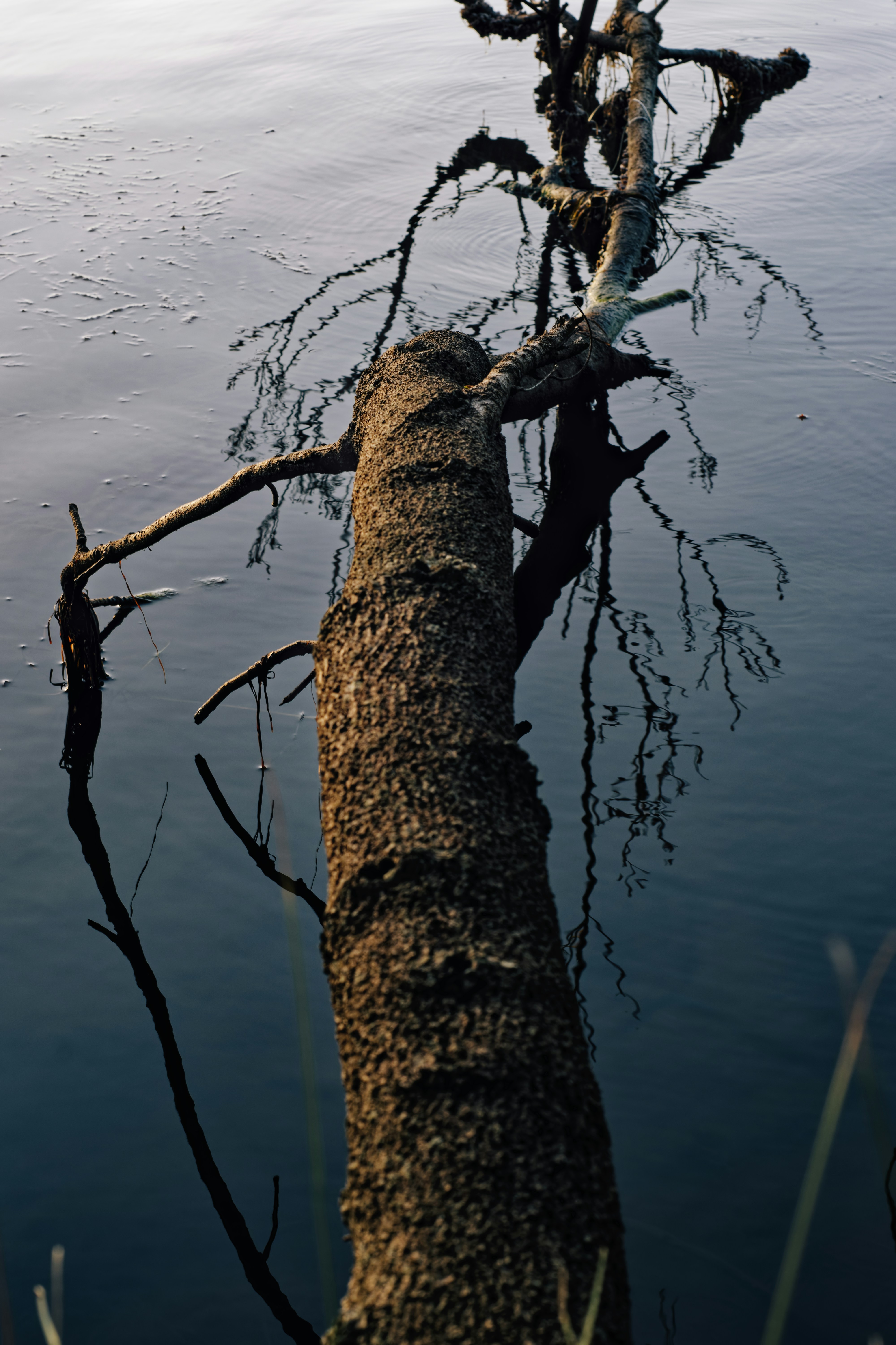 Photo by nicolescapturedmoments