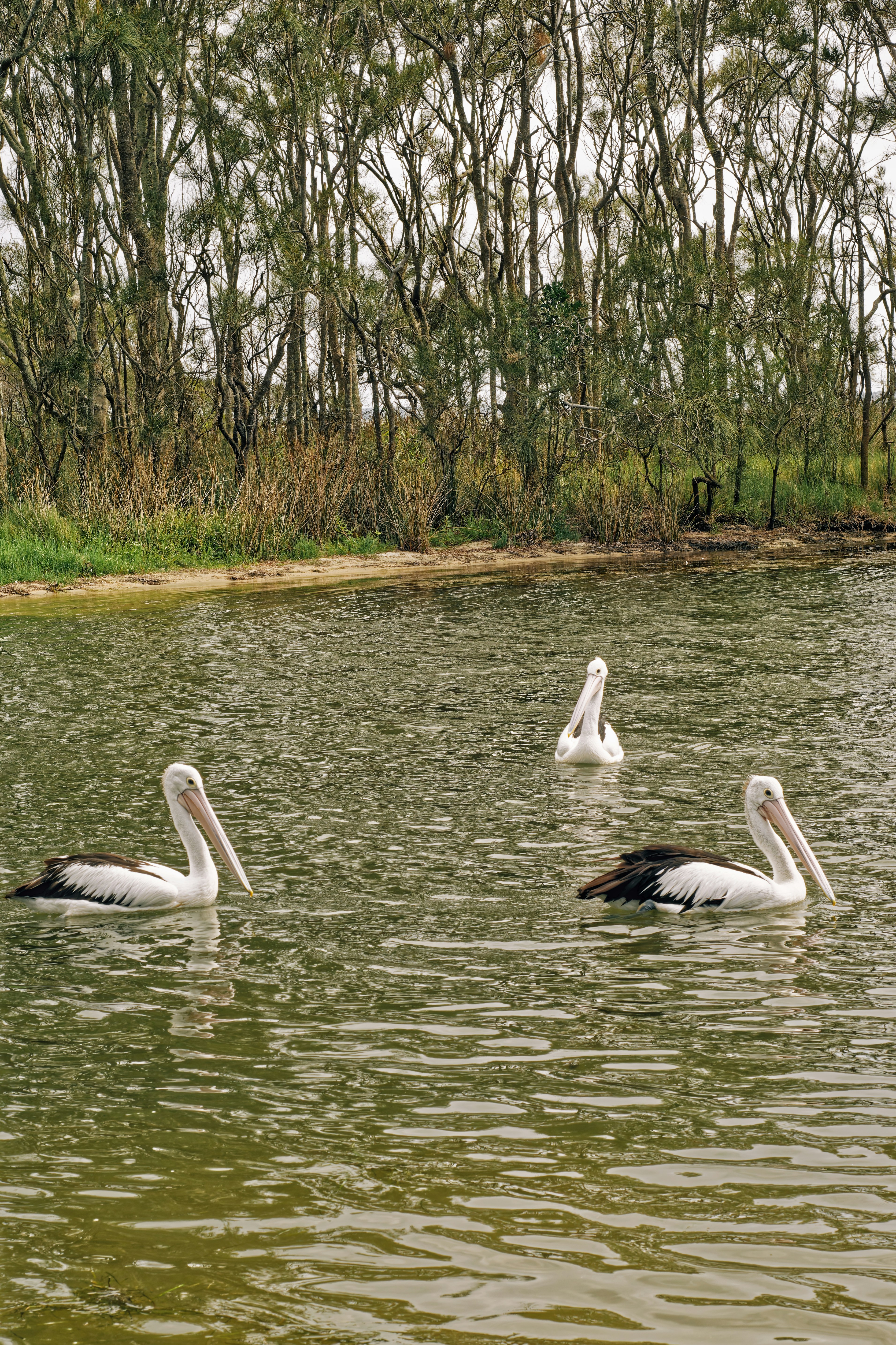 Tre pellicani che nuotano in un corpo d'acqua calmo.