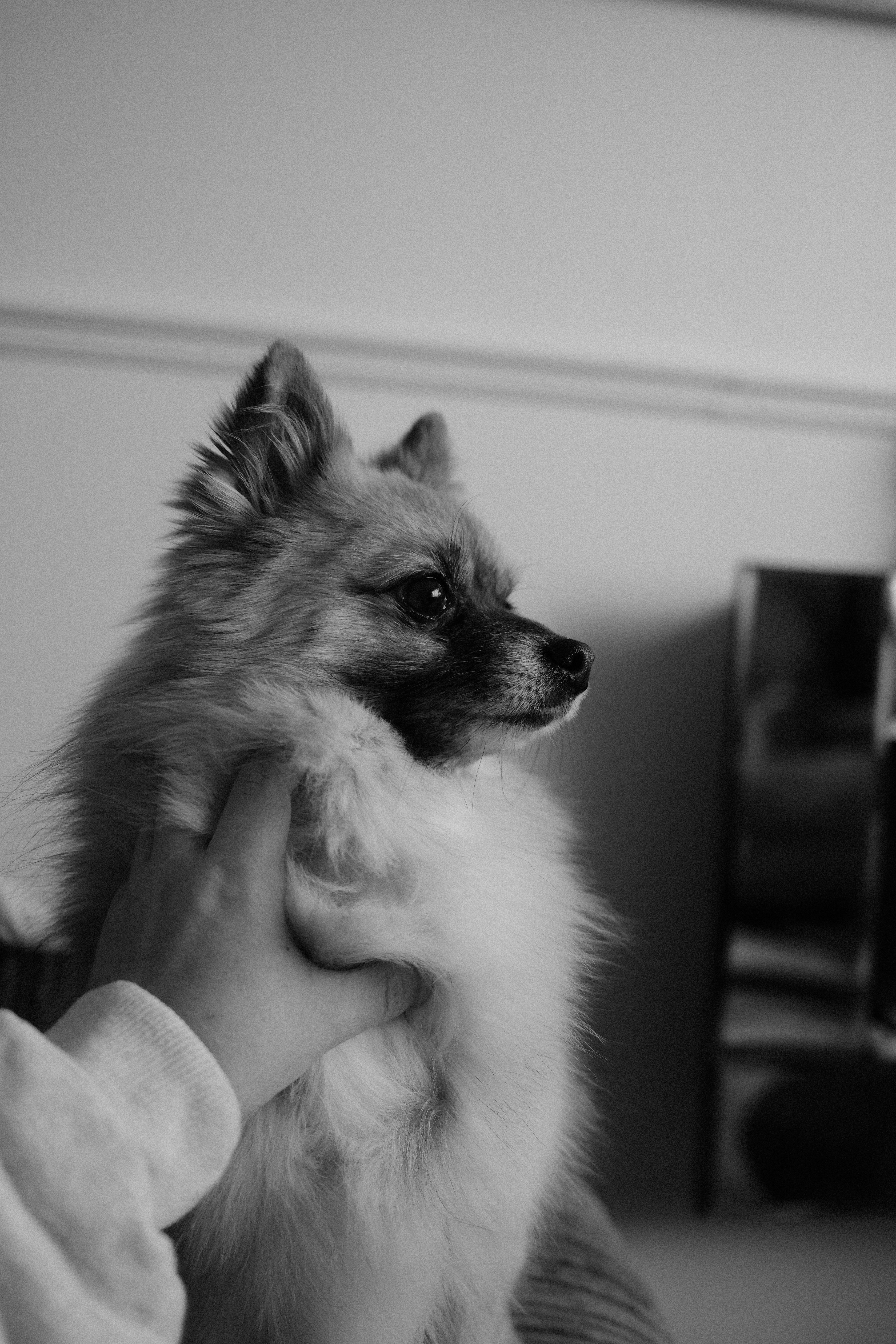 A fluffy pomeranian dog being held