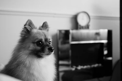 A fluffy pomeranian dog looks to the side.