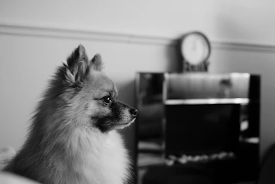 A fluffy dog sits looking to the side.
