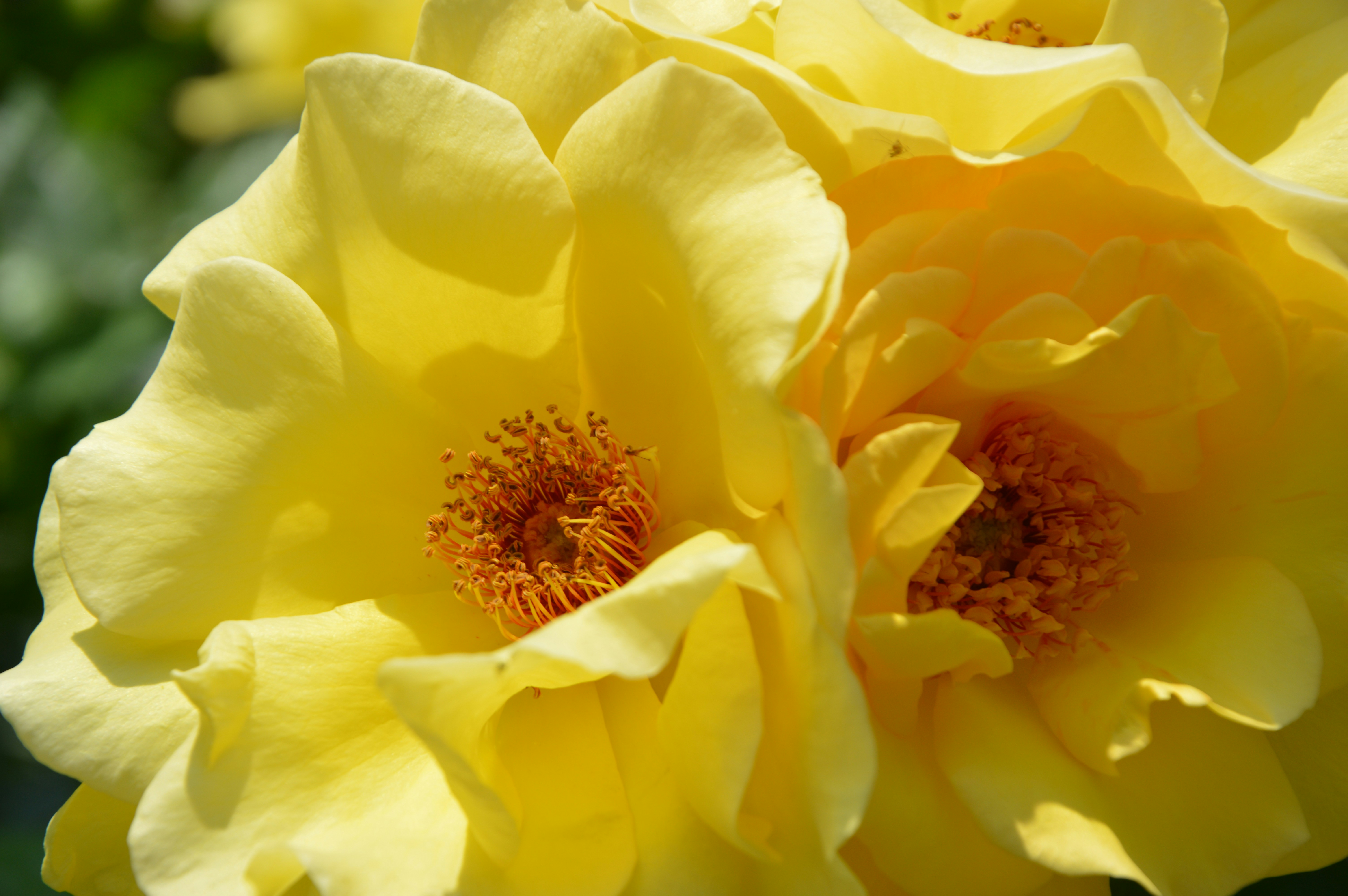 Photo by joyfromnature