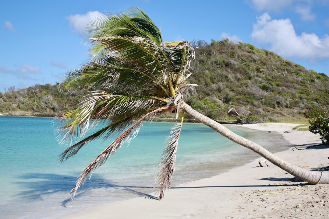 Palm tree leaning over a tropical beach with blue water.