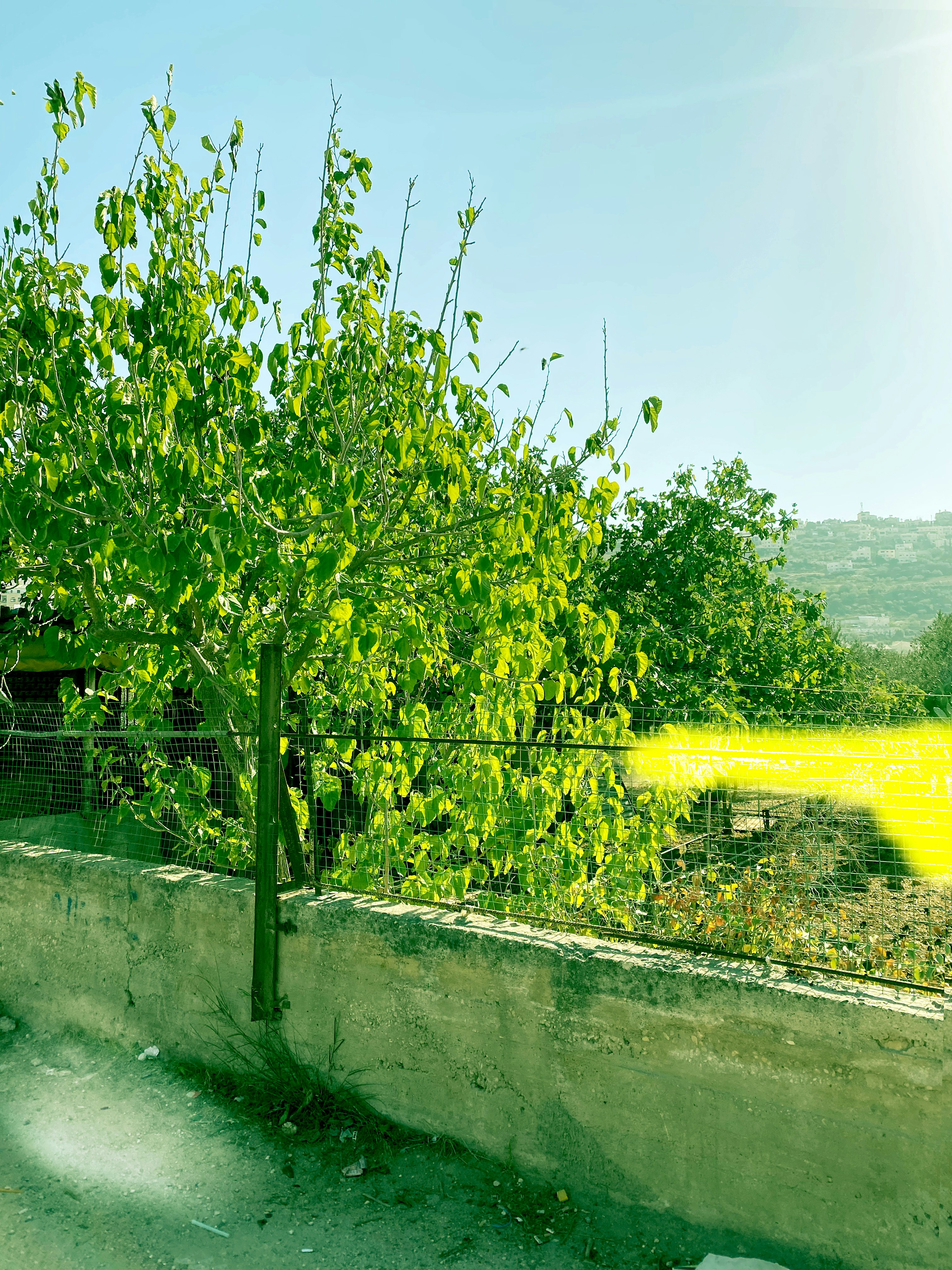 Árbol verde con un cielo azul brillante y colinas lejanas.