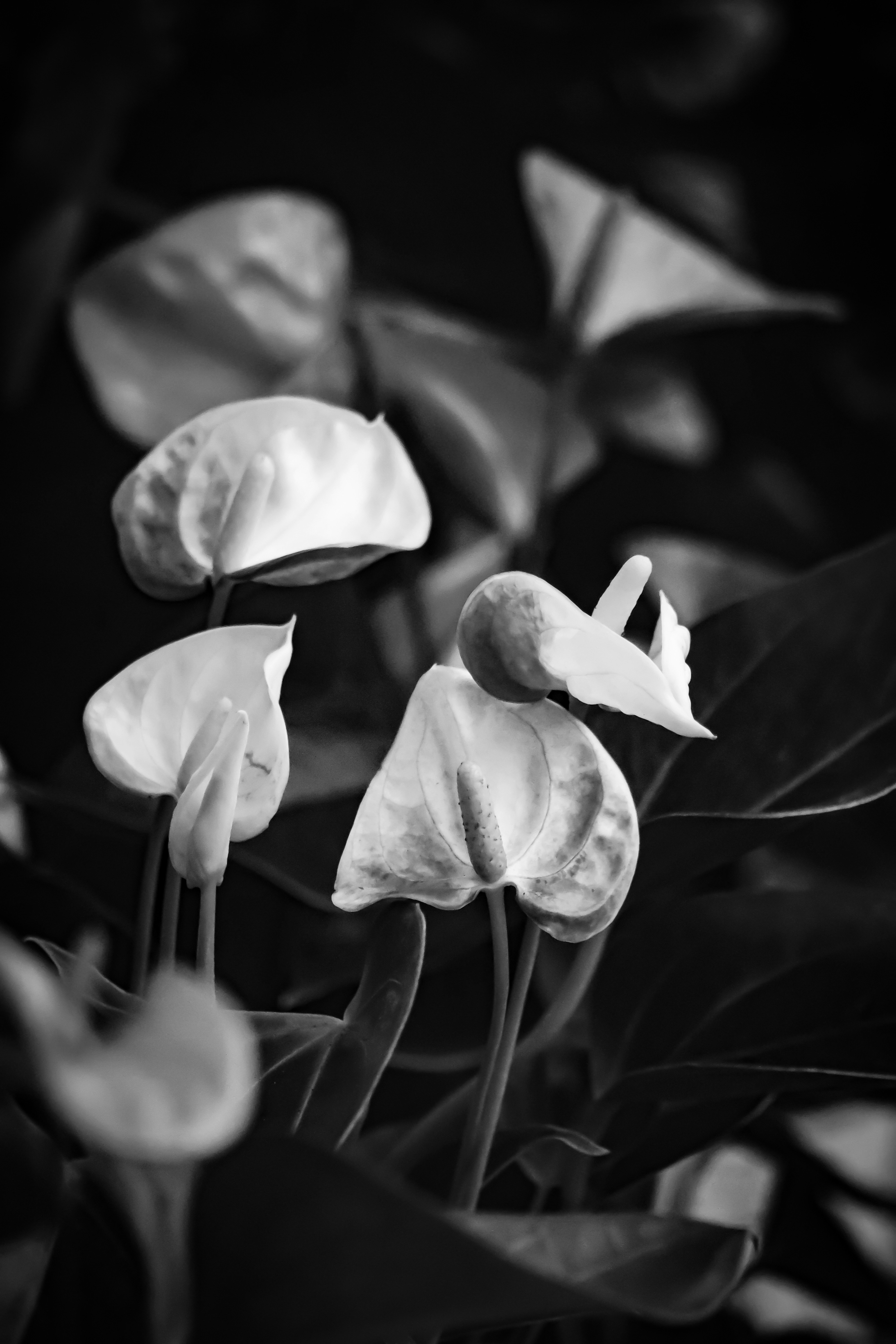 Photo by atelierbyvineeth