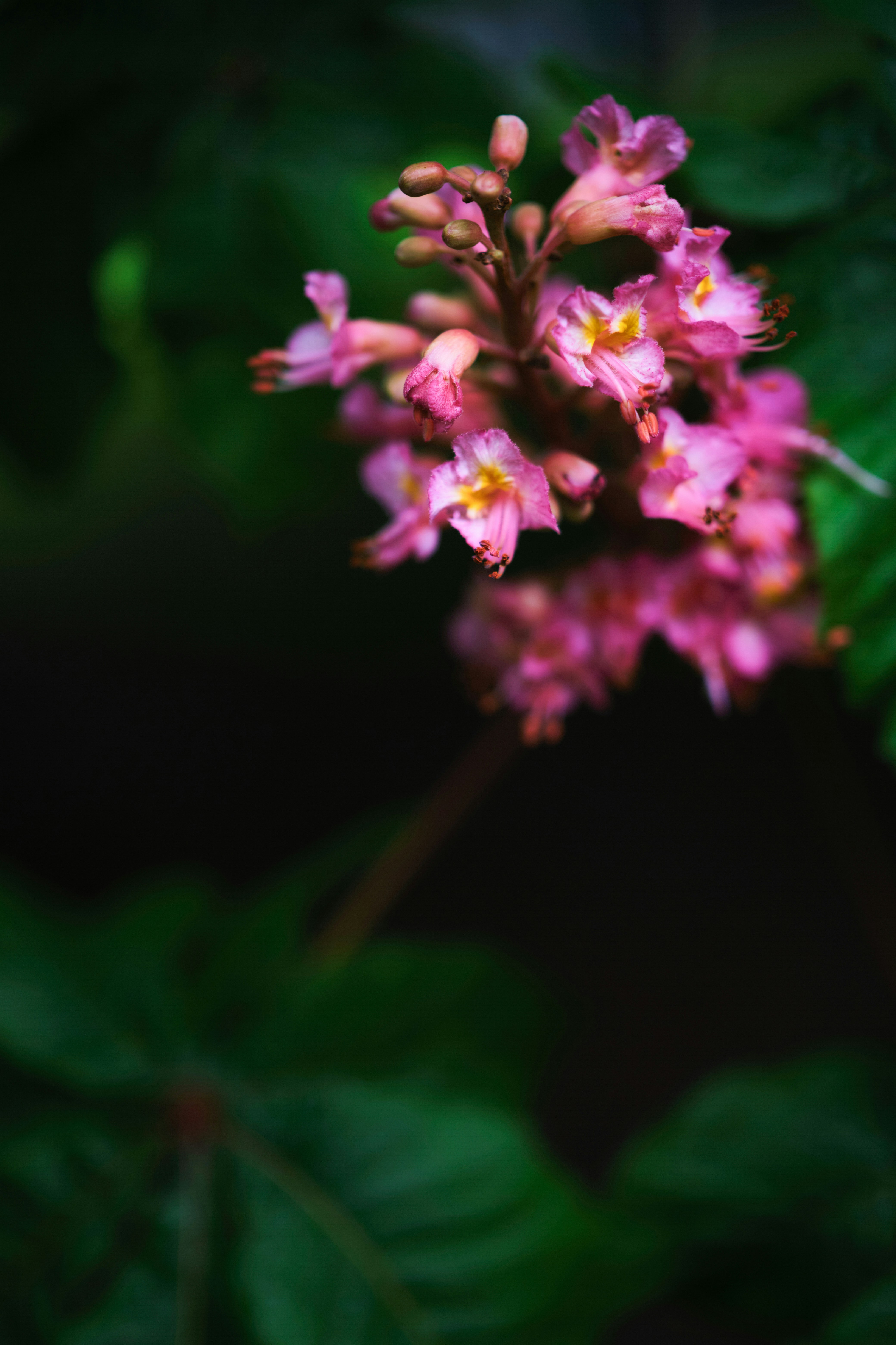 Photo by atelierbyvineeth