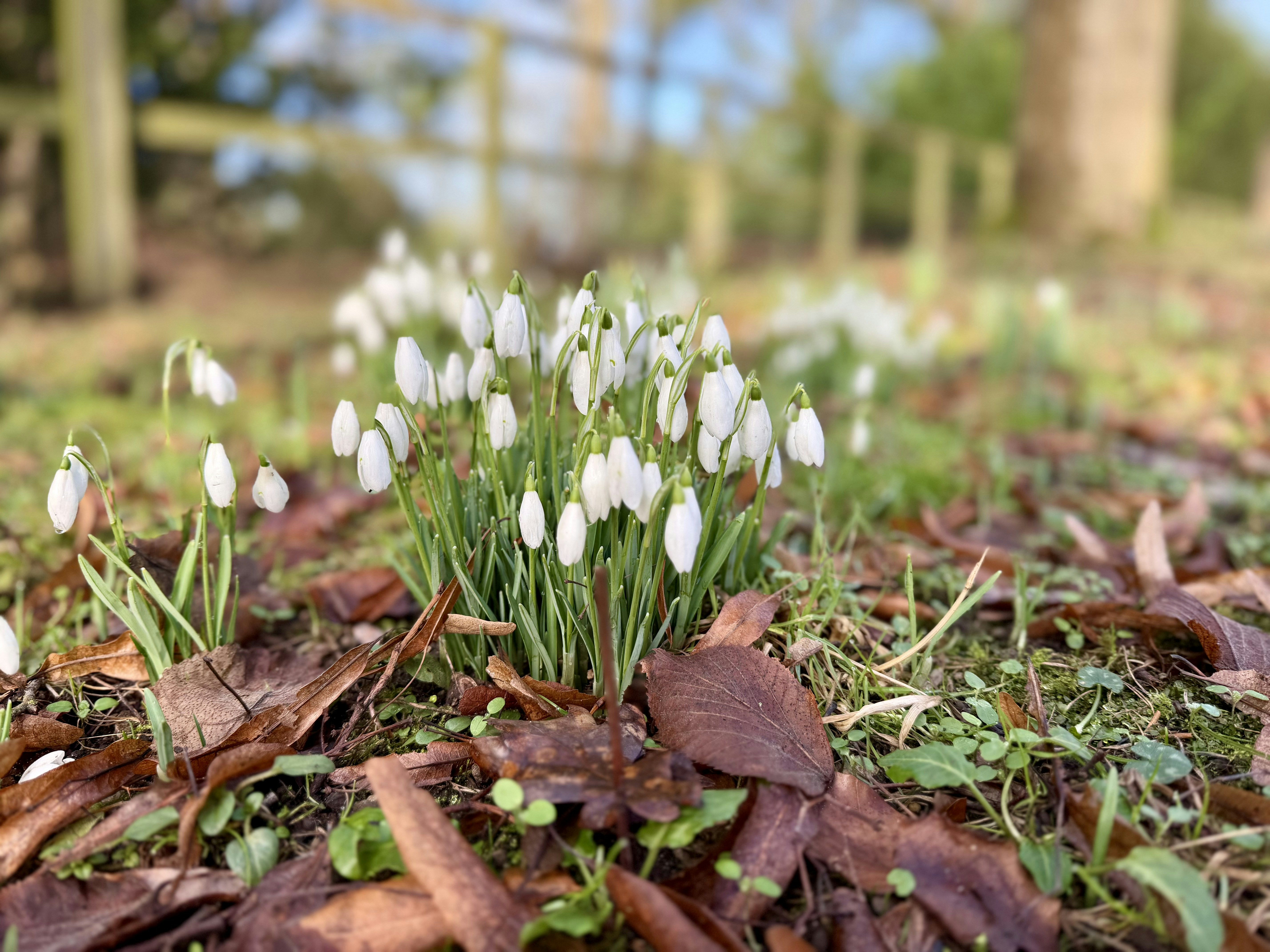 Un bouquet de fleurs de perce-neige épanouissant dans l’herbe.