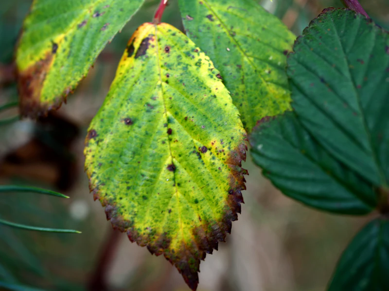 Nitrogen Deficiency — Uniform Pale Older Leaves