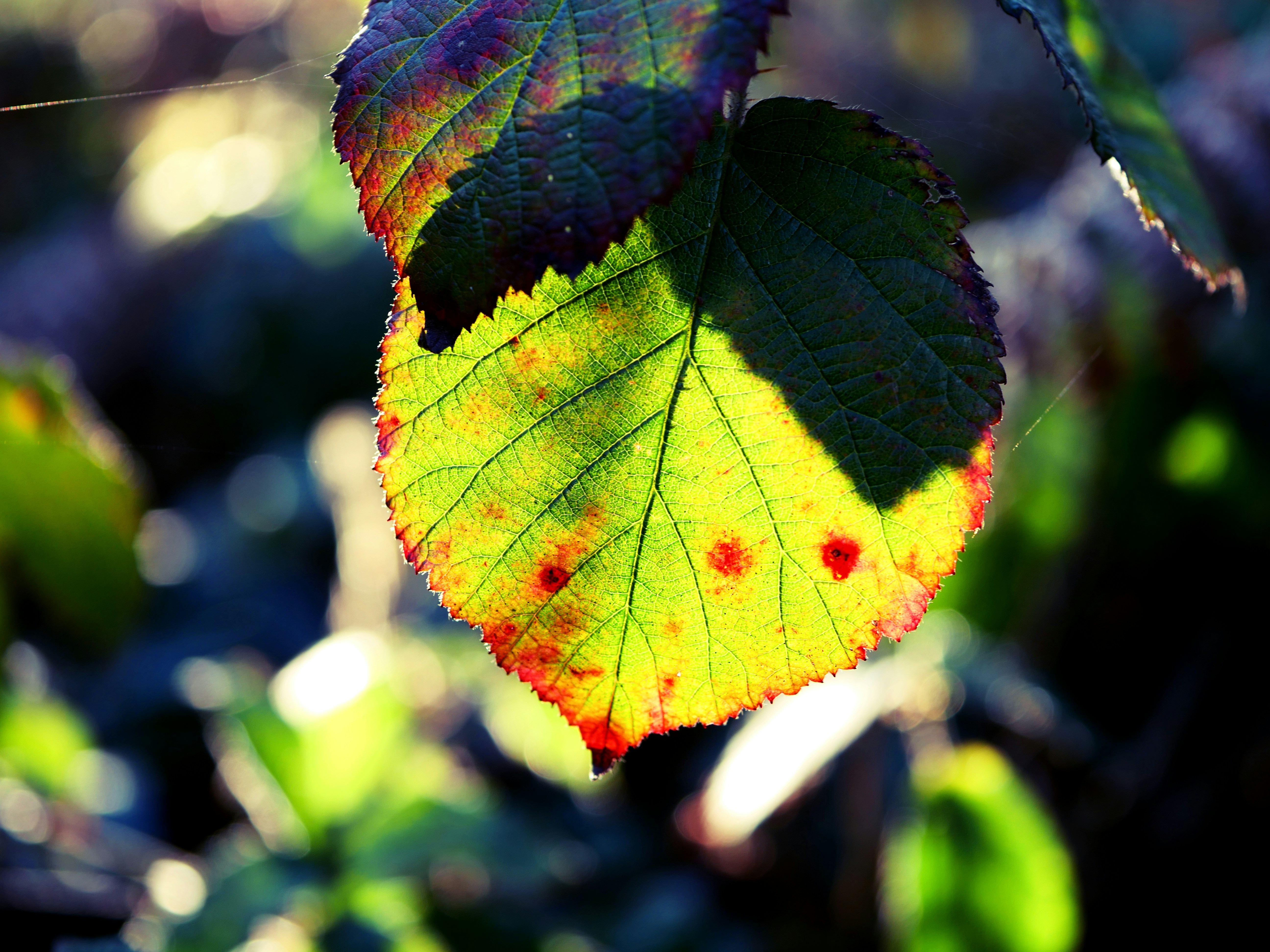 Photo by rodicol