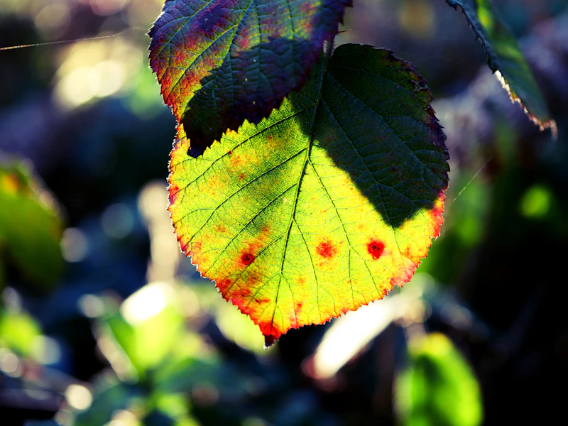 Leaf Rust — Pustules on Undersides