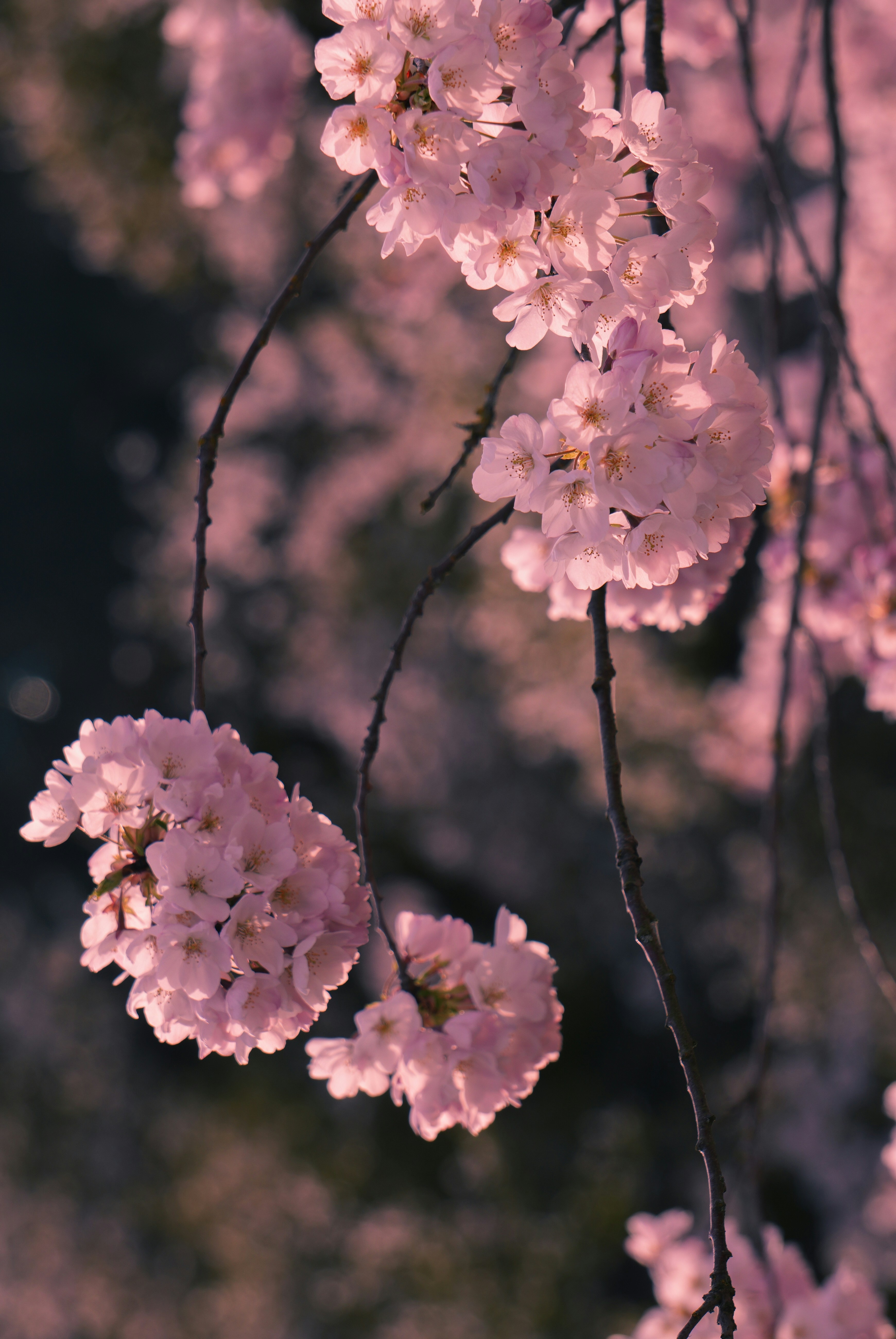 Photo by vinayak_anil