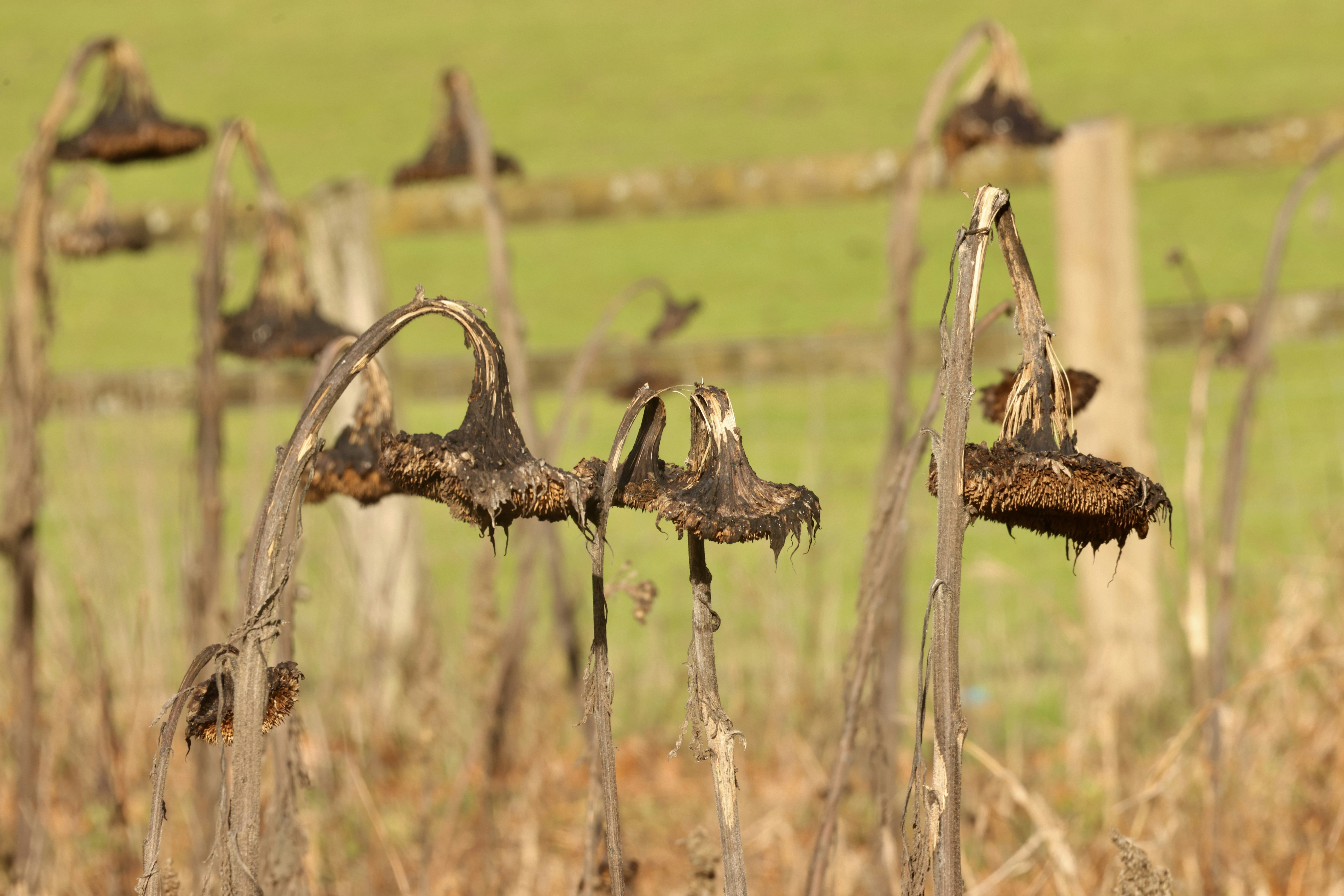 Dried sunflowers stand against a blurred green field.