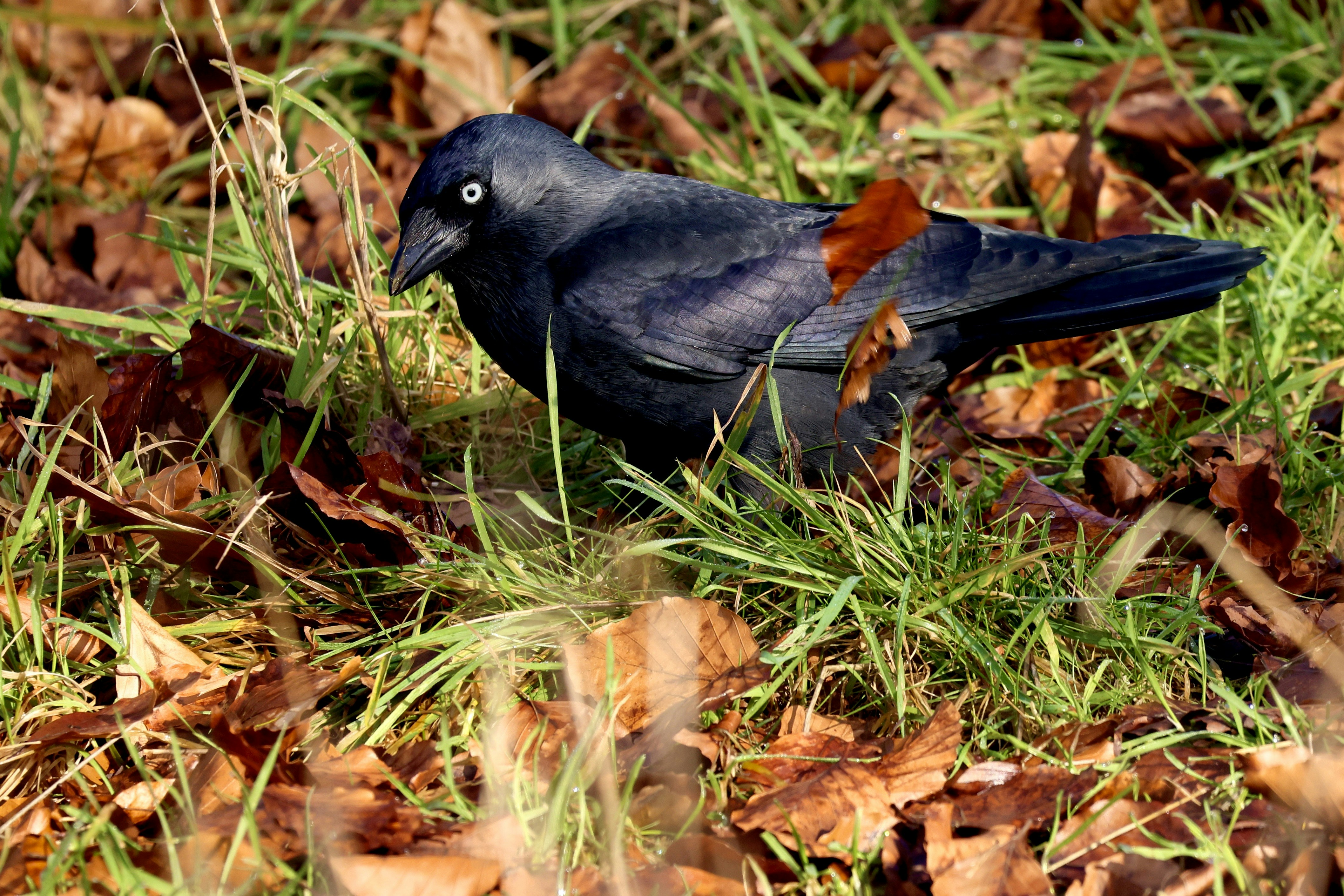 A dark bird with bright blue eyes on the ground.