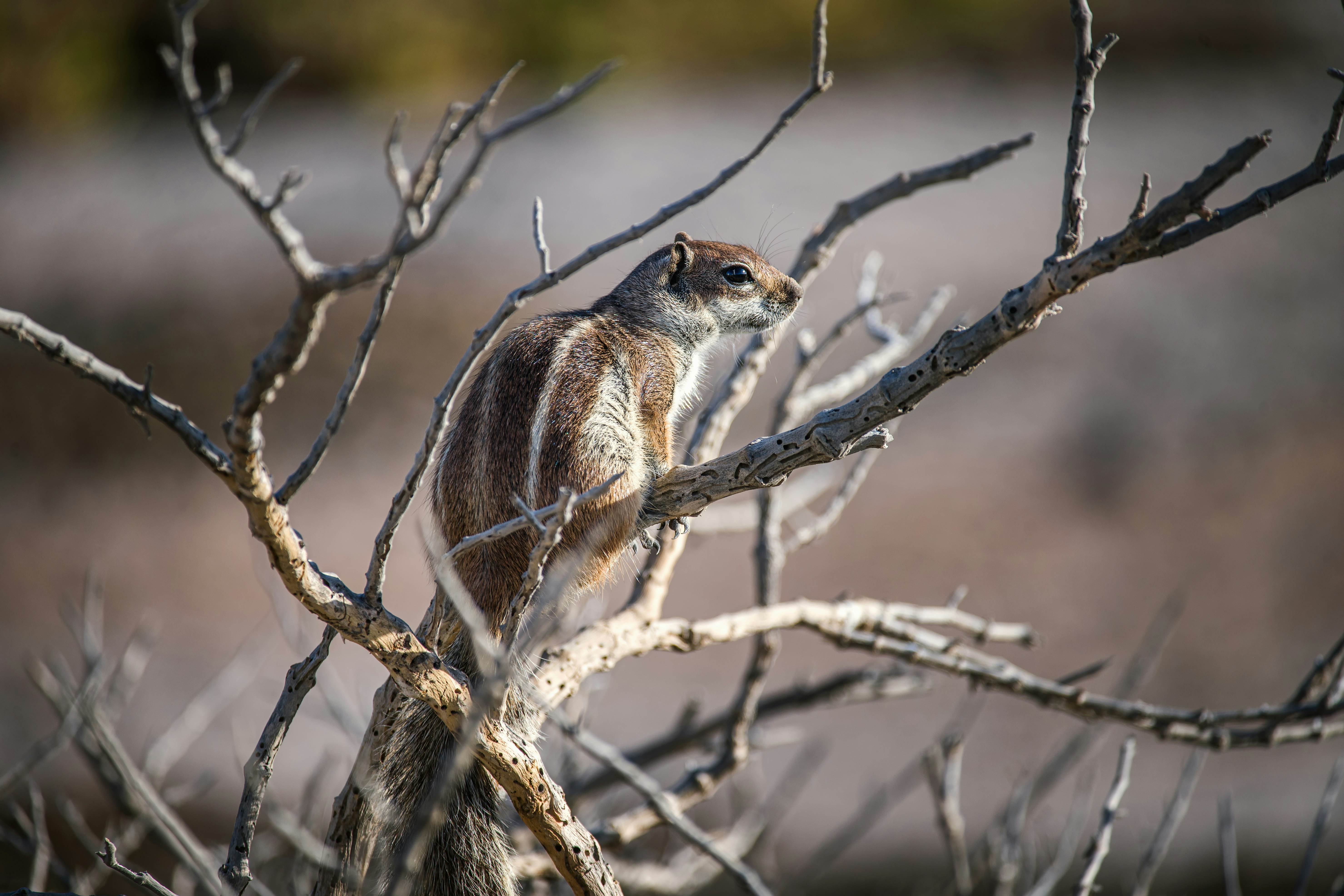 Photo by akari_tsuru