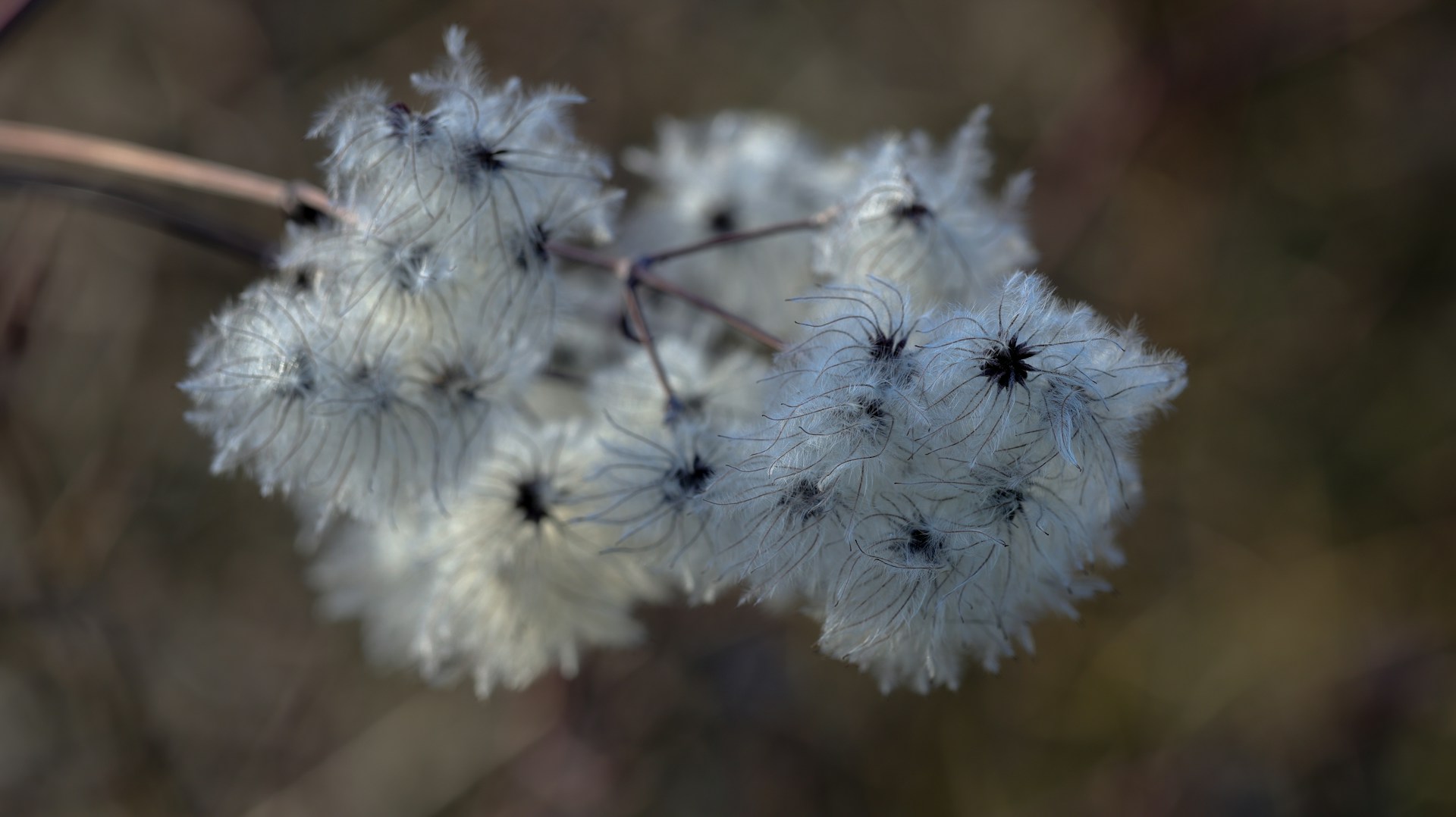 Fluffy white seed heads on a branch