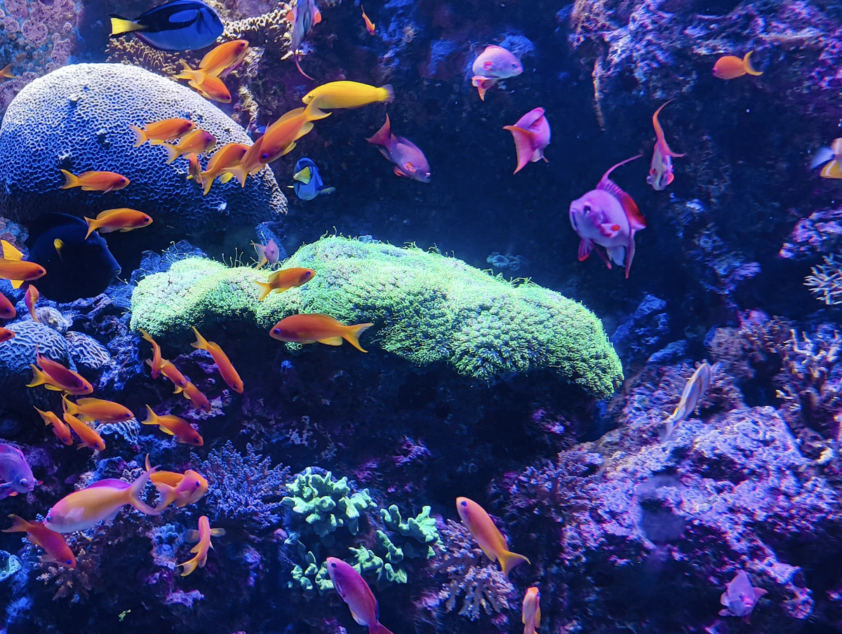Snorkeler over reef