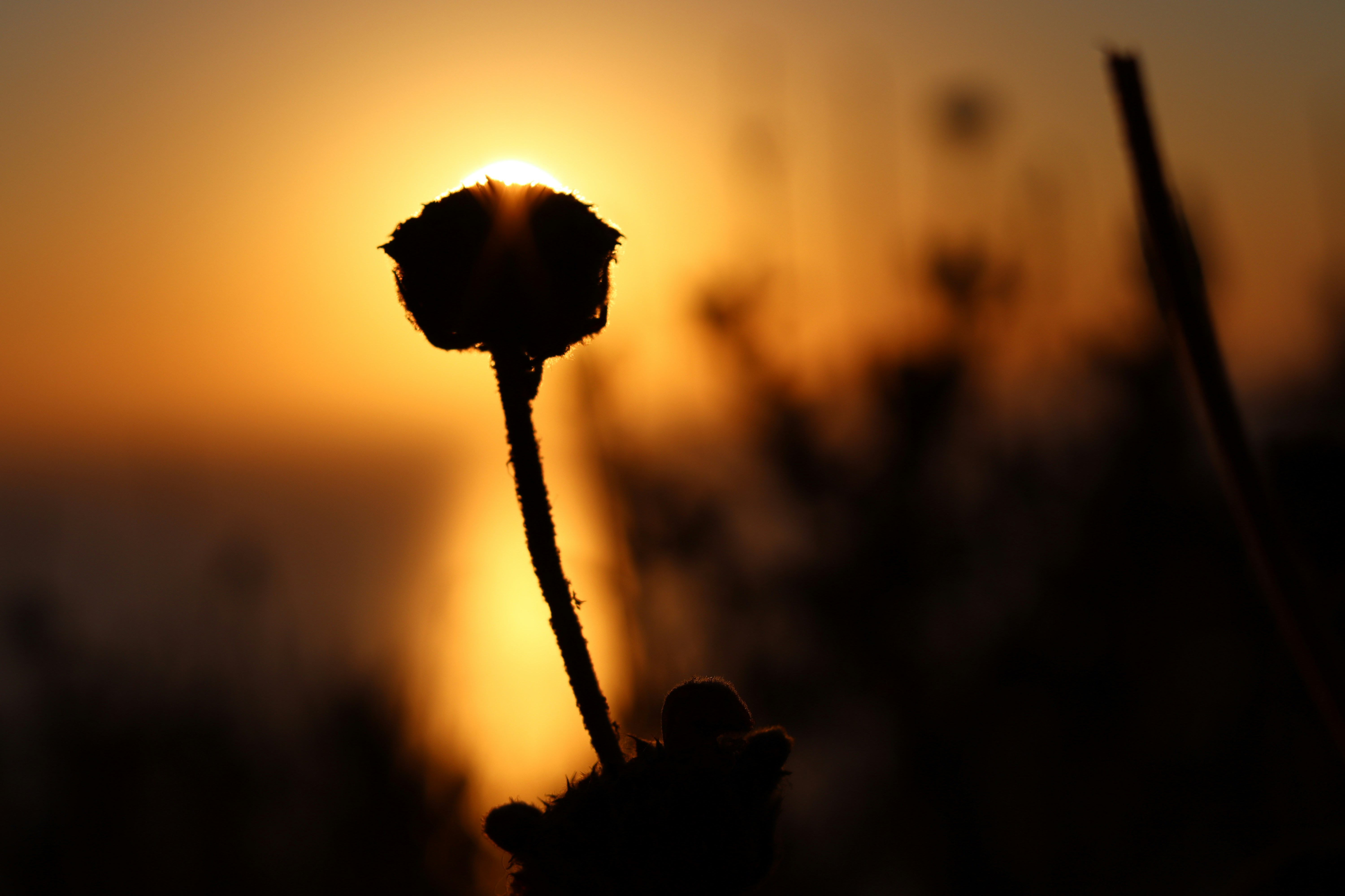 Photo by trojkat
