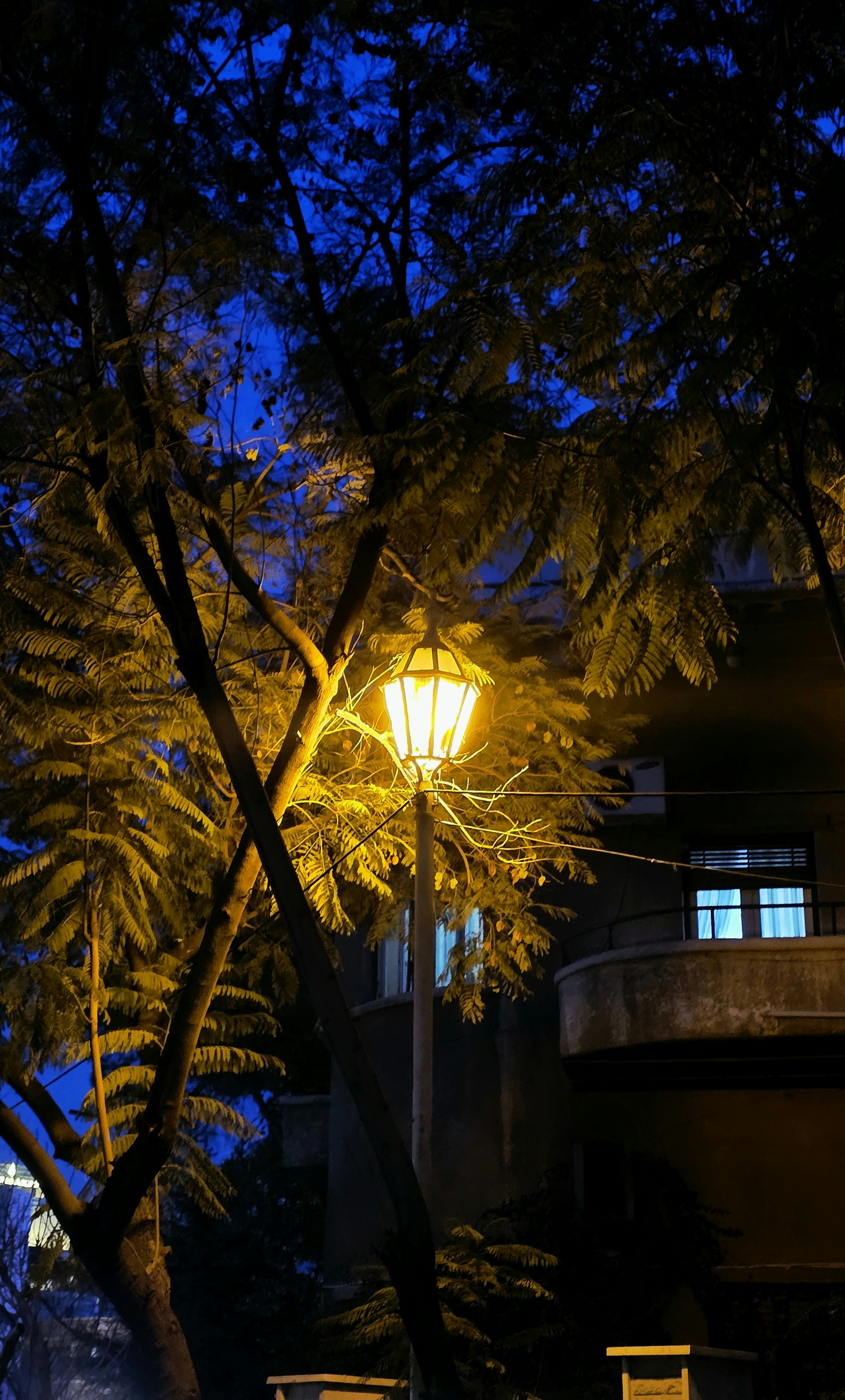 Street lamp illuminates trees at dusk