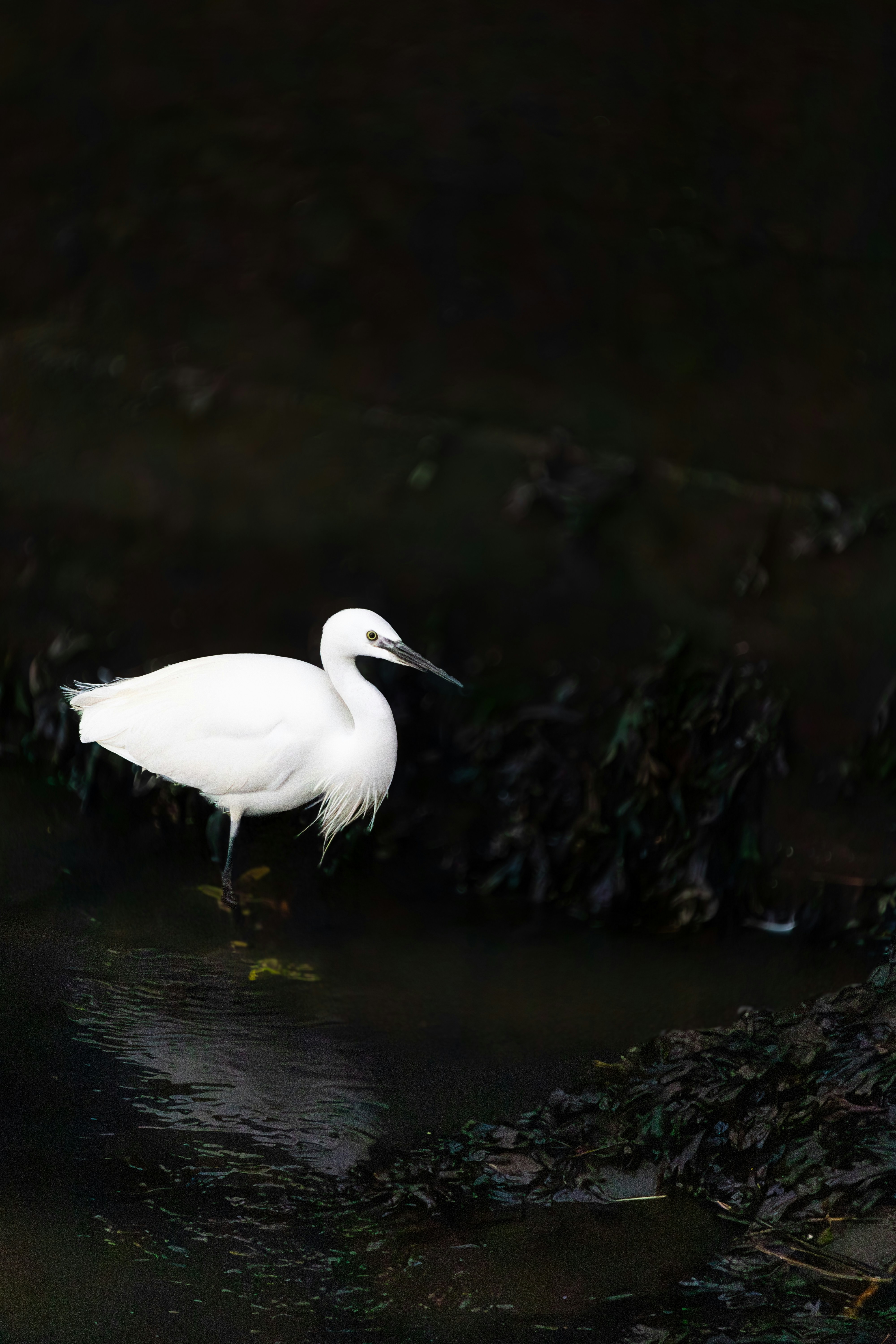 A small white egret stands in dark water.