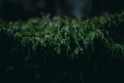 gros plan de mousse de forêt, humide et goutte de pluie