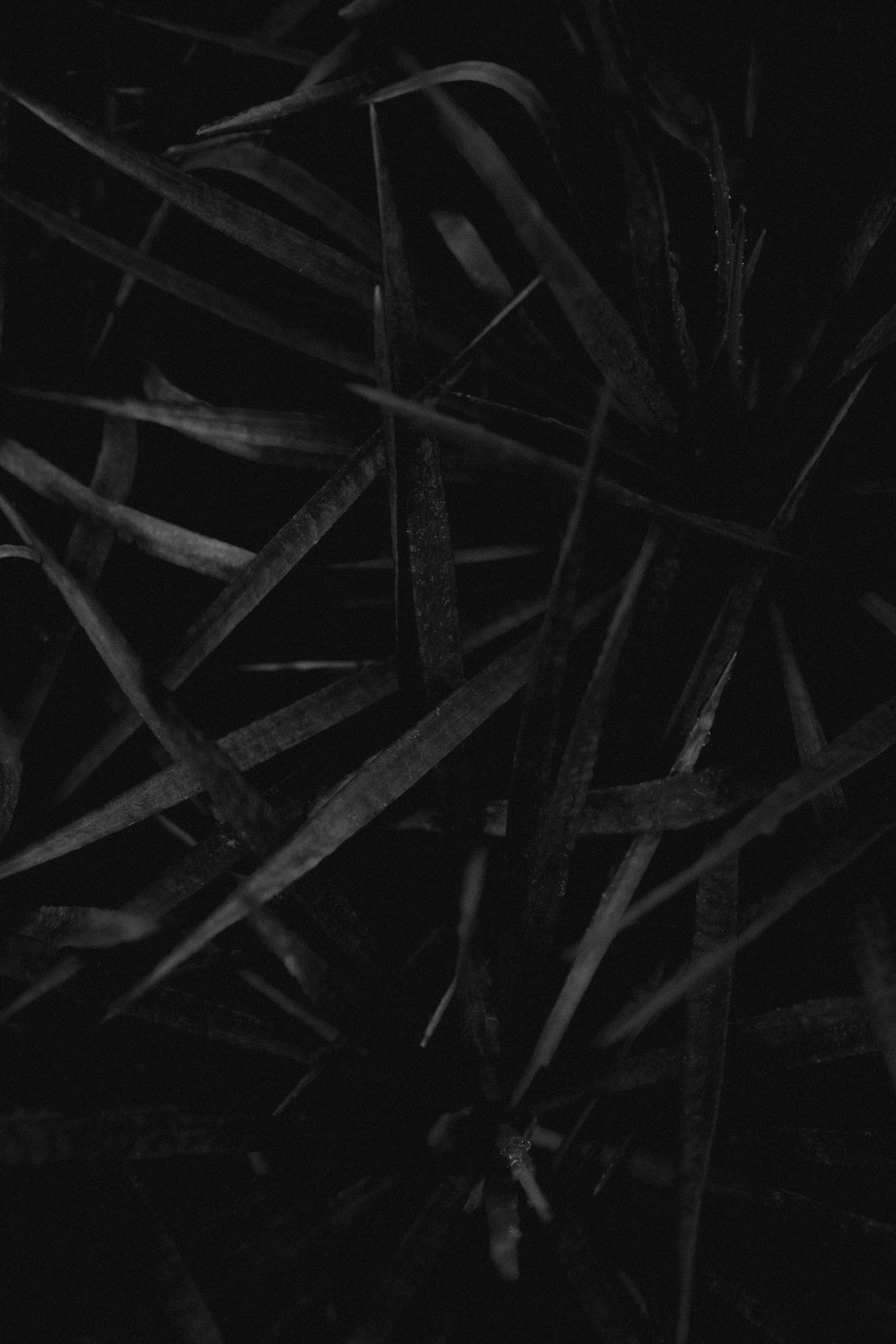 Close-up of dark, overlapping grass blades.