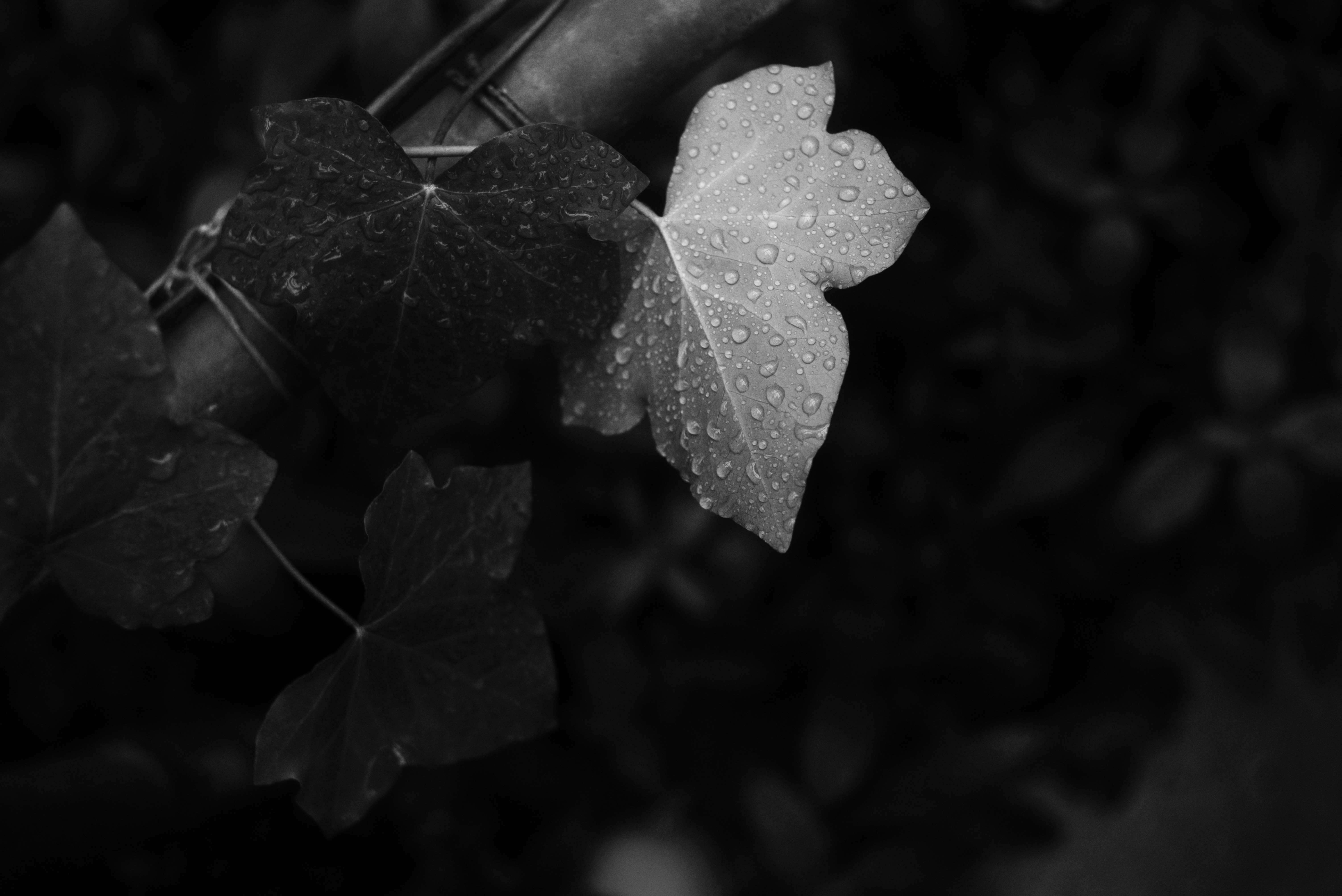 Photo by cherstve_pechivo