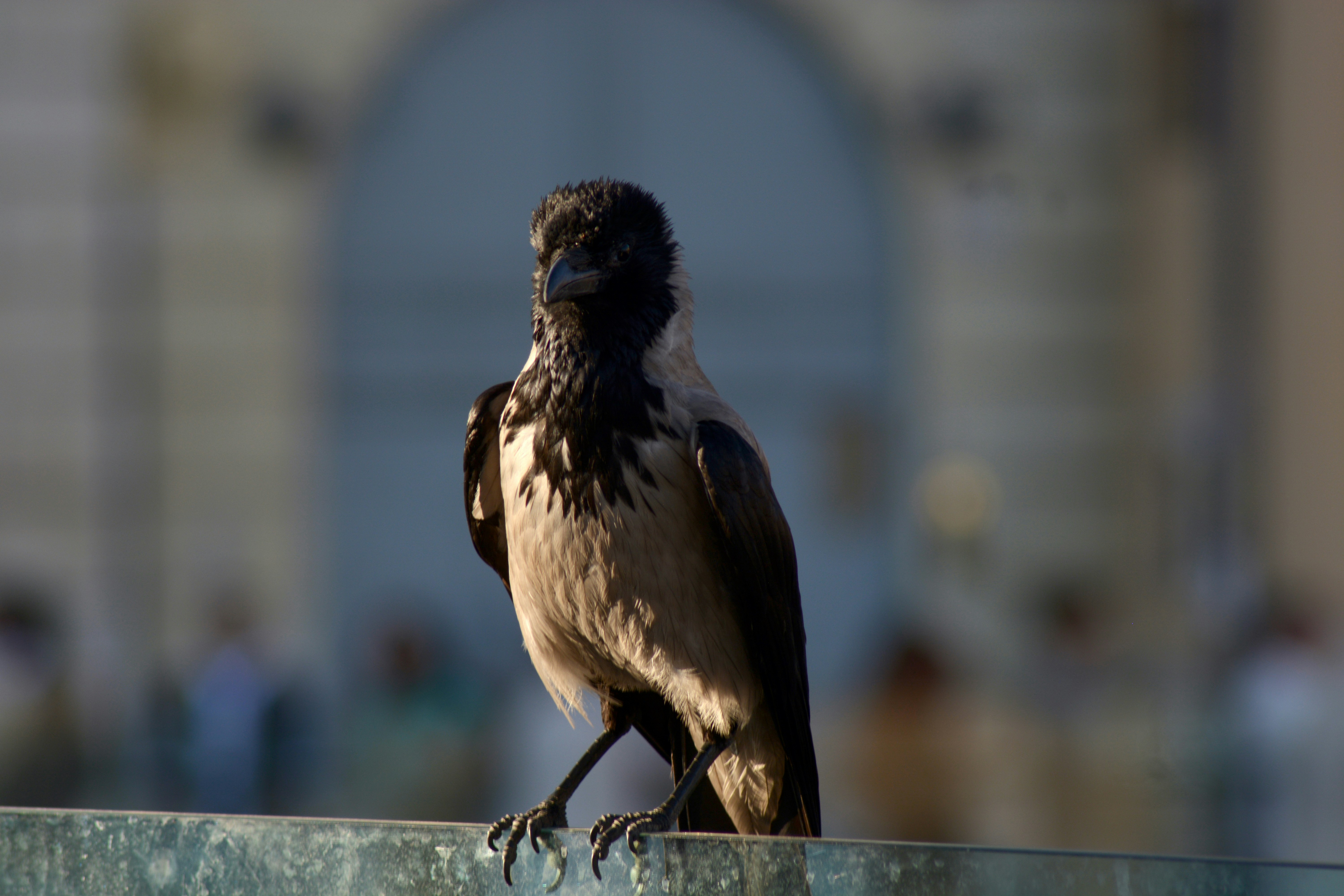A crow perched on a railing with blurred background.