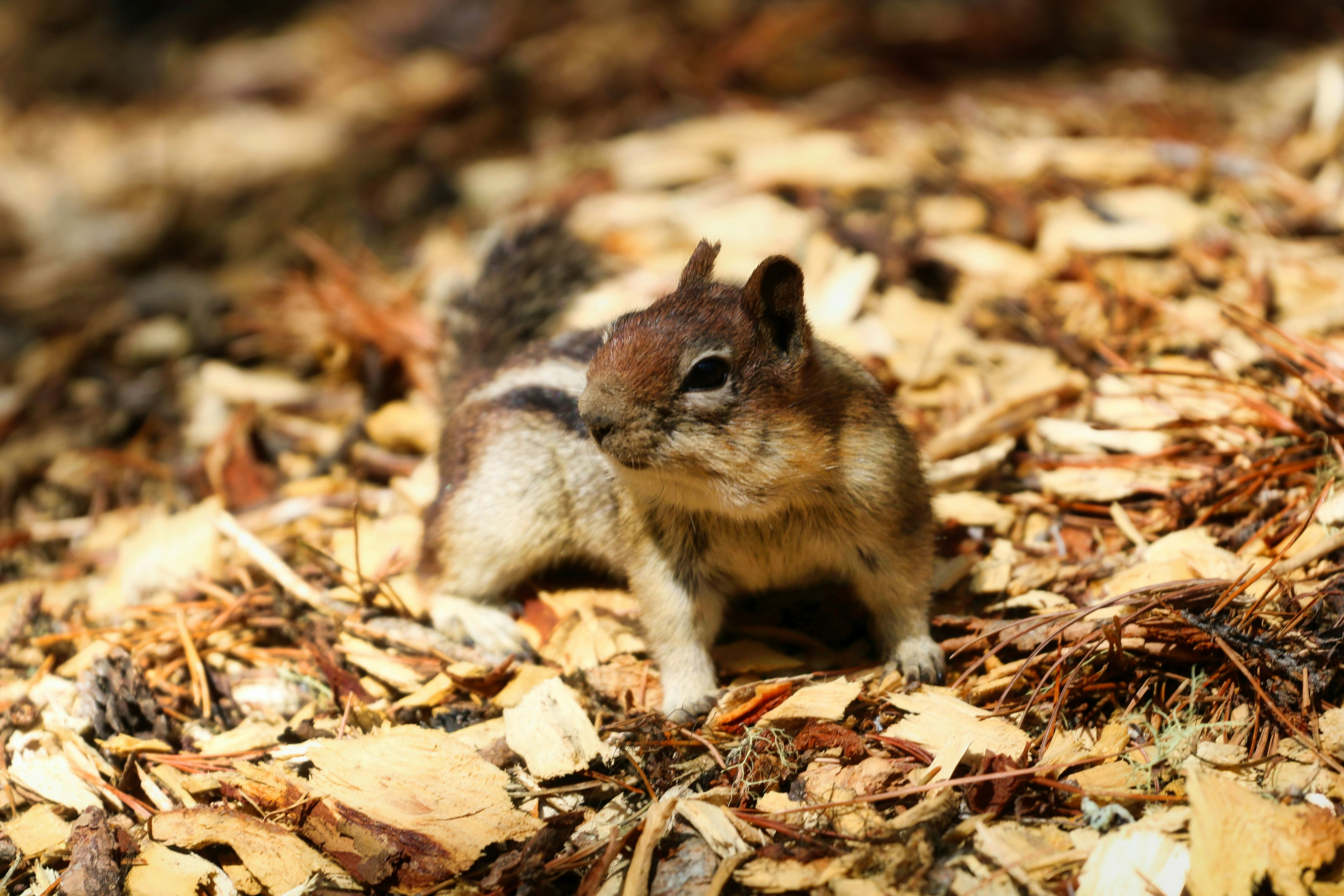 A small chipmunk stands on wood chips.