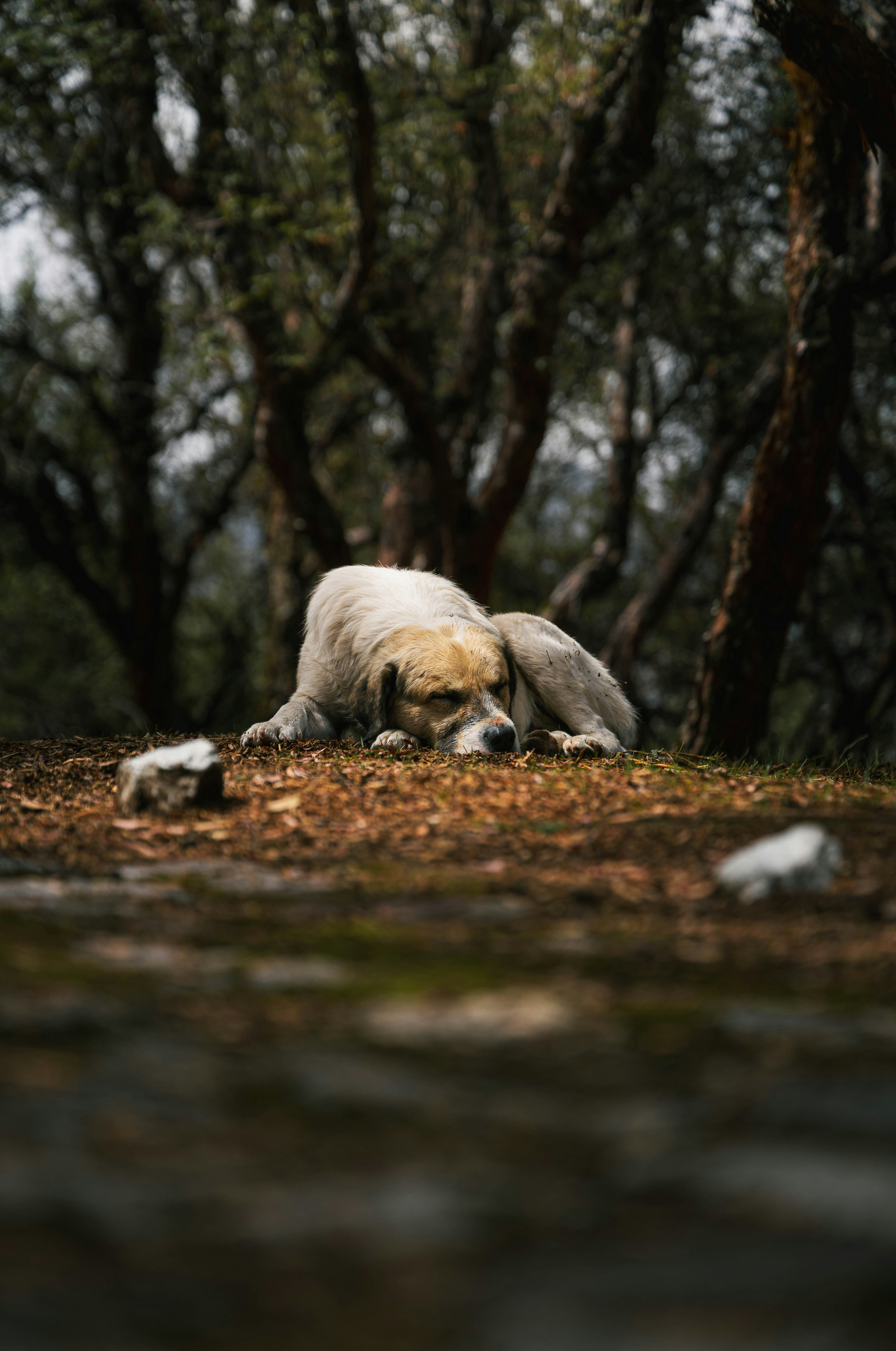 A white dog rests on a forest floor.