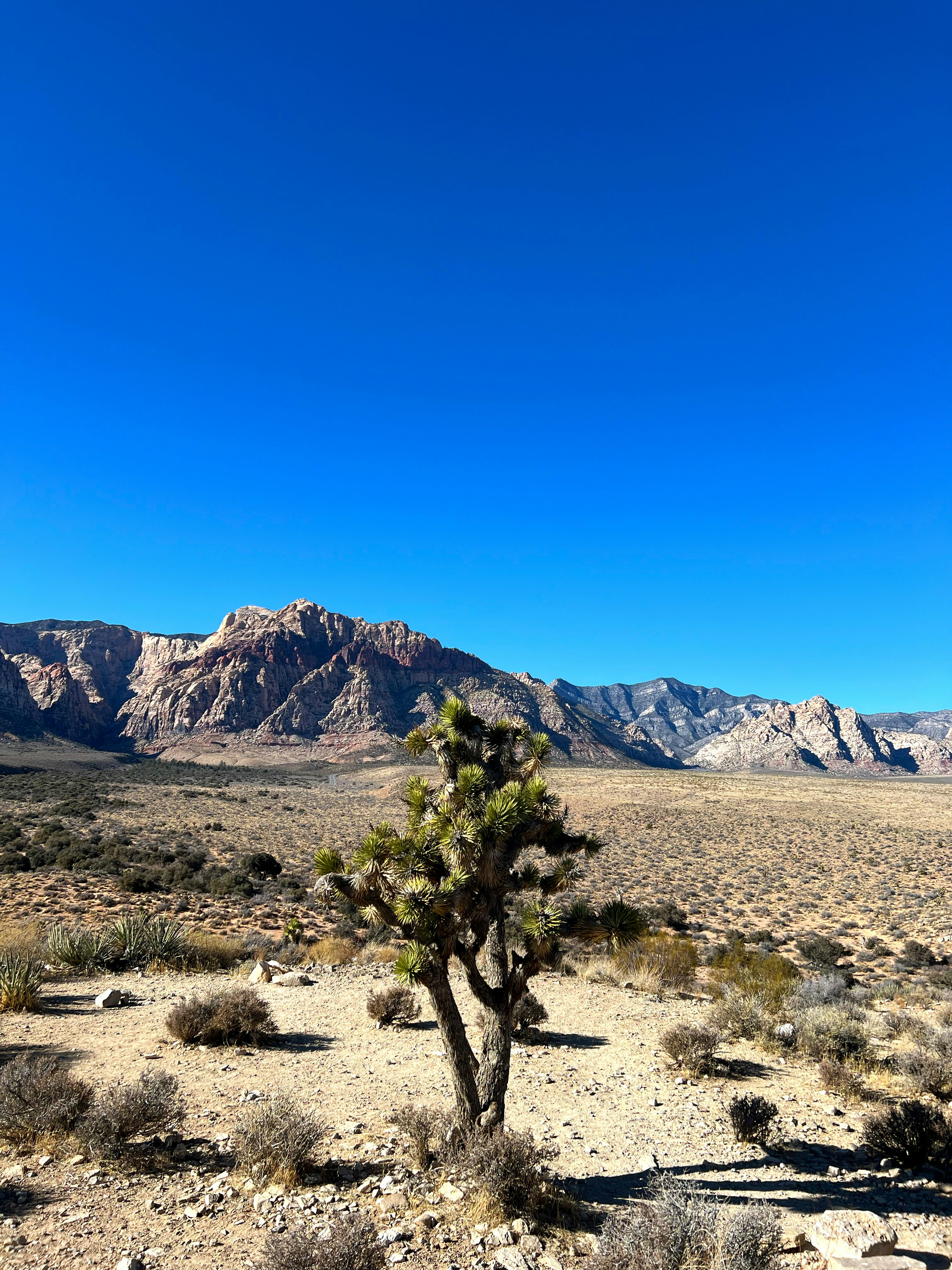 A lone joshua tree stands in a desert landscape.