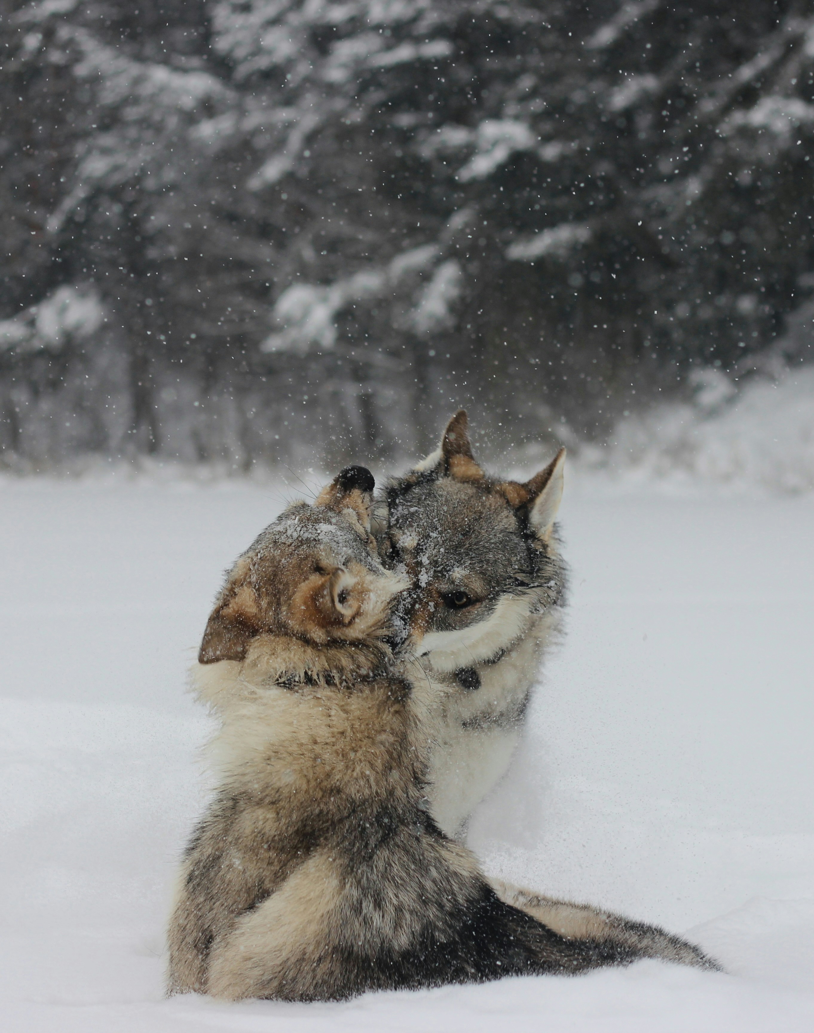 Dos lobos jugando en la nieve que cae
