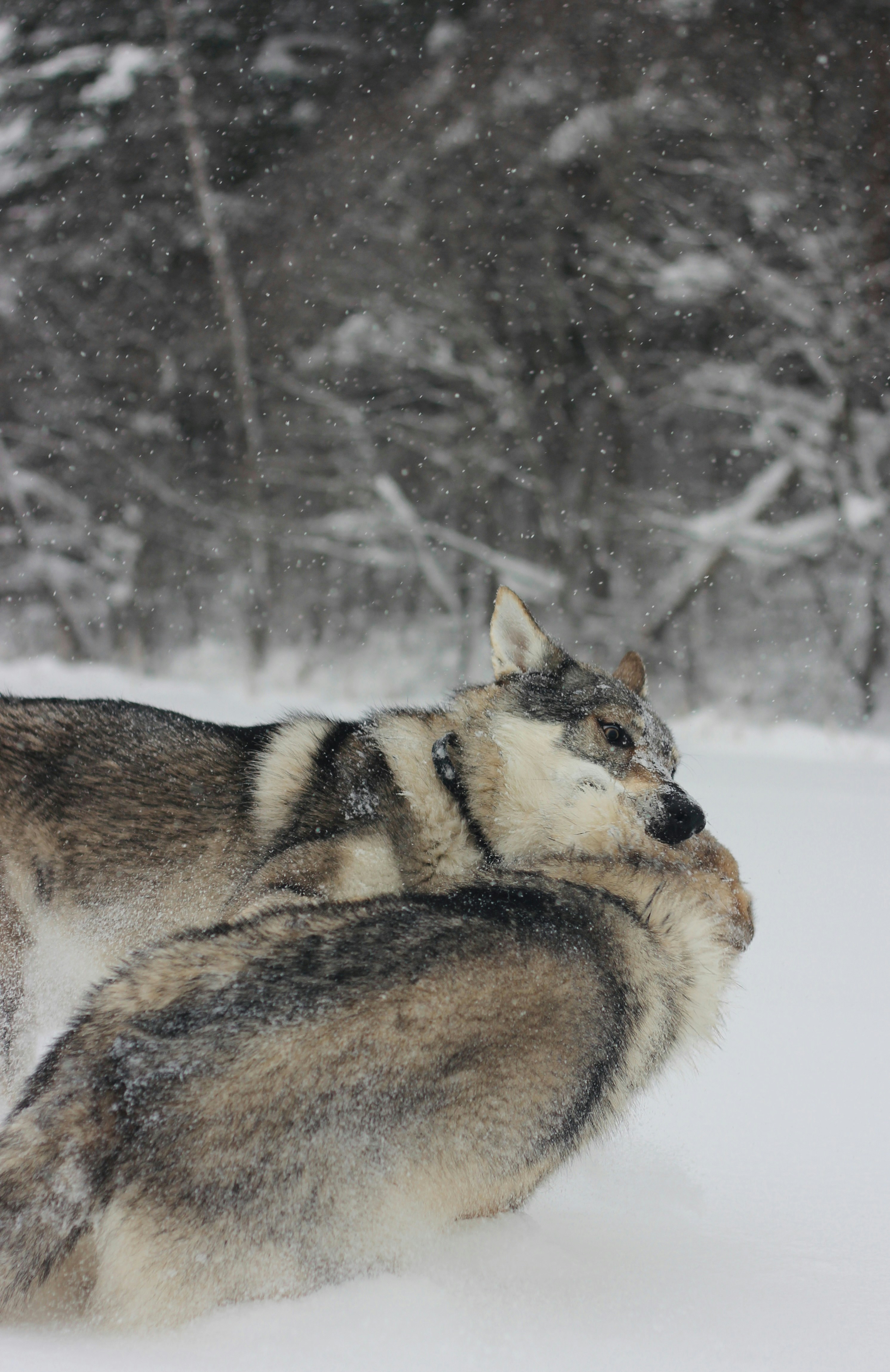 Photo by marakuabanana