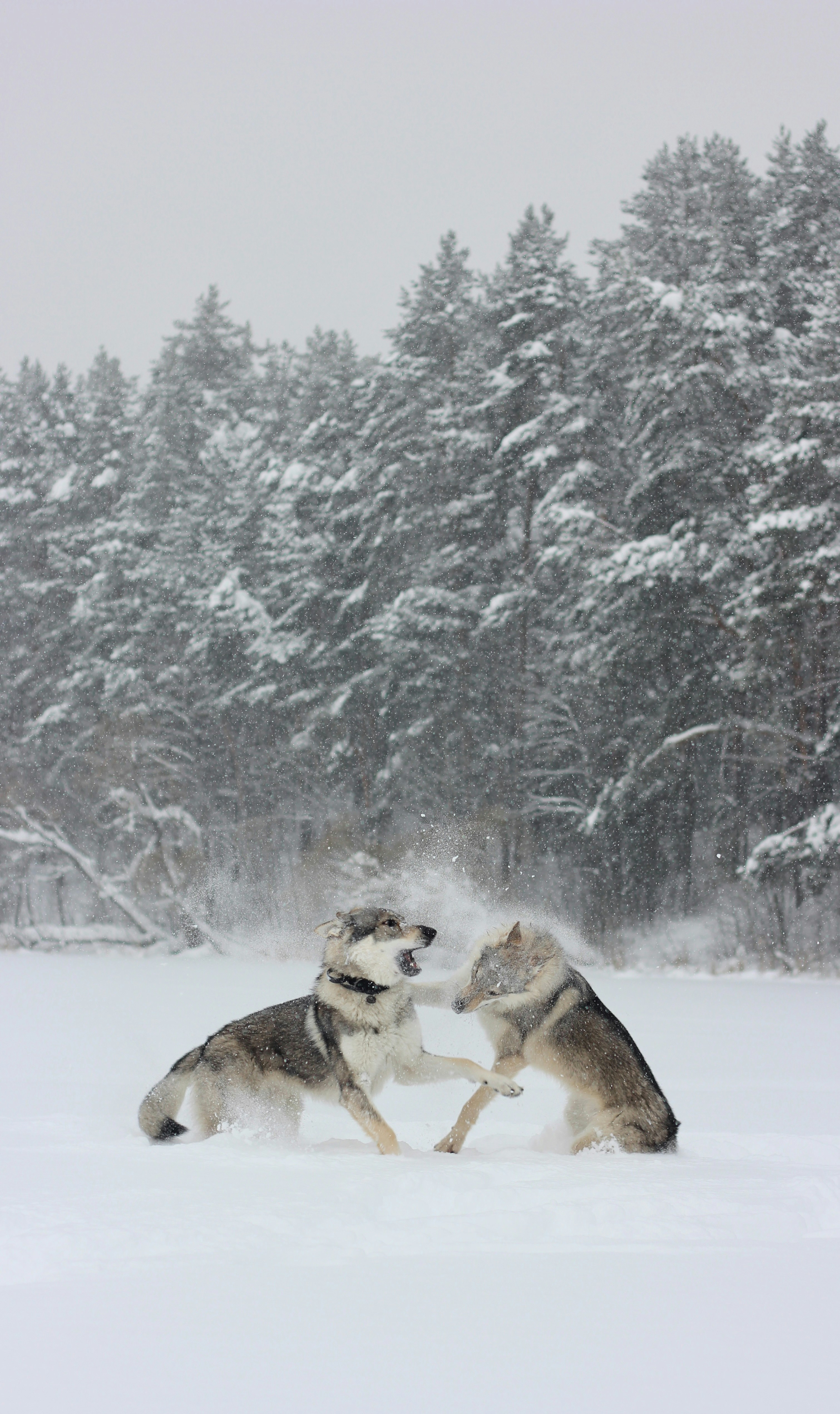 Photo by marakuabanana