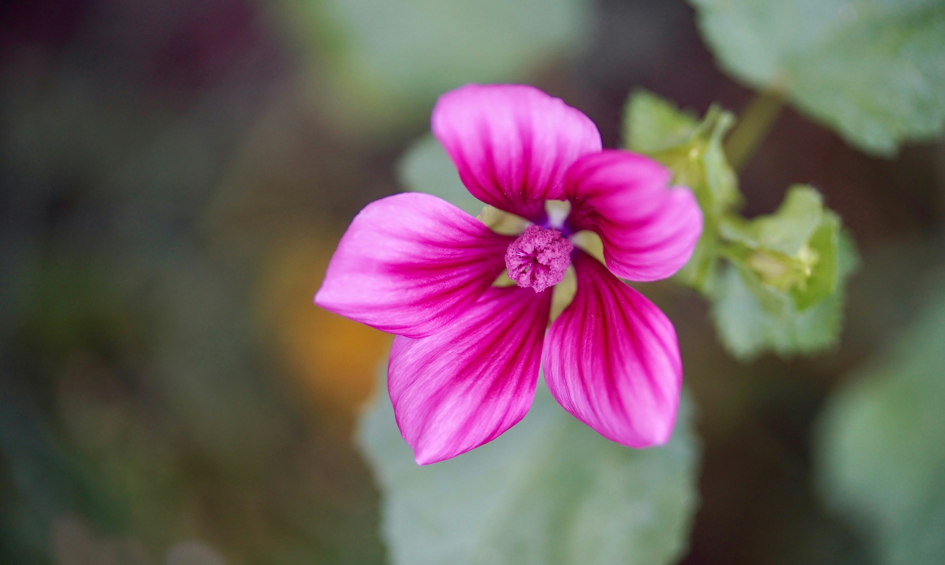 Photo by hannahslensphotography