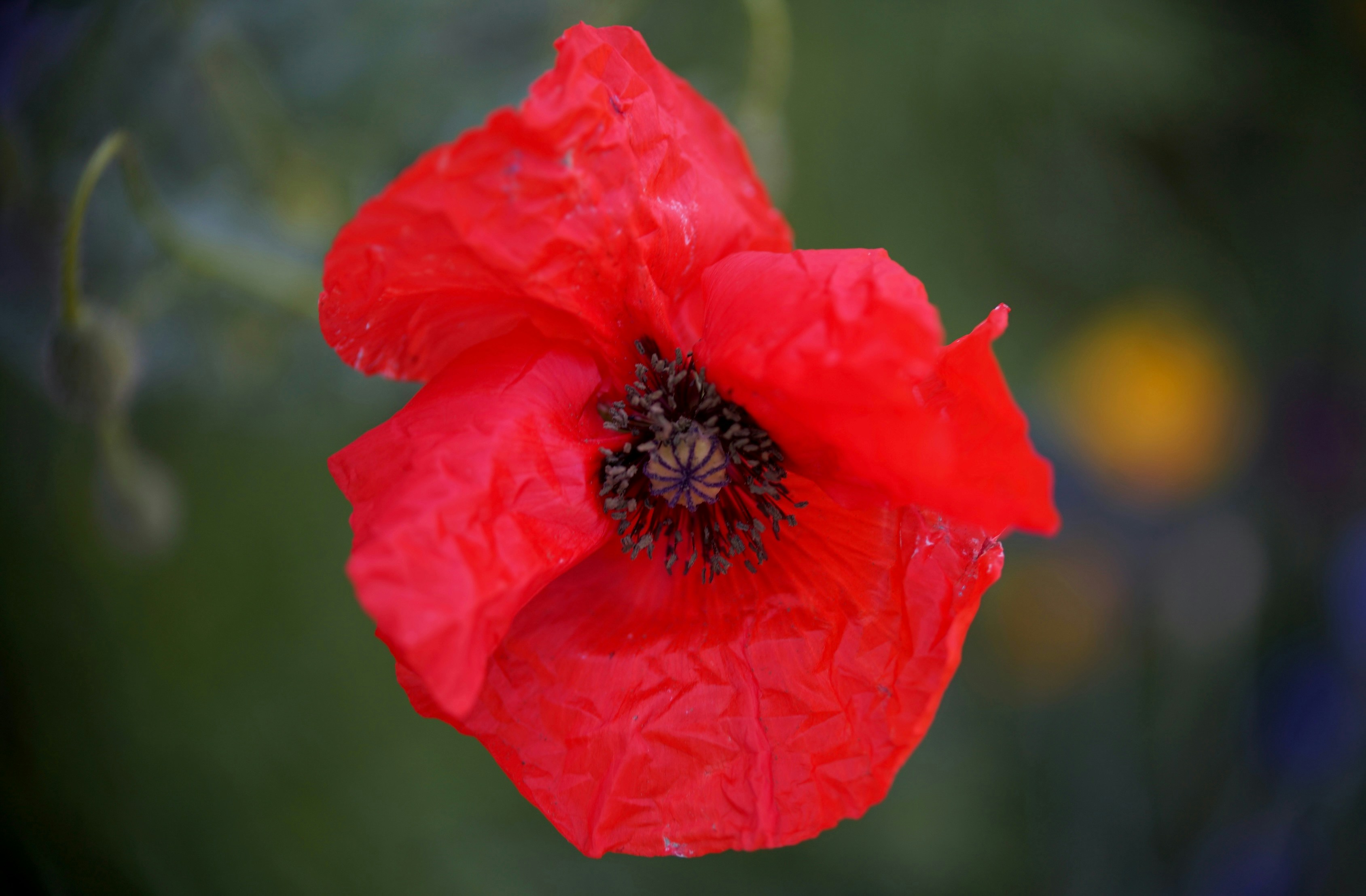 Photo by hannahslensphotography