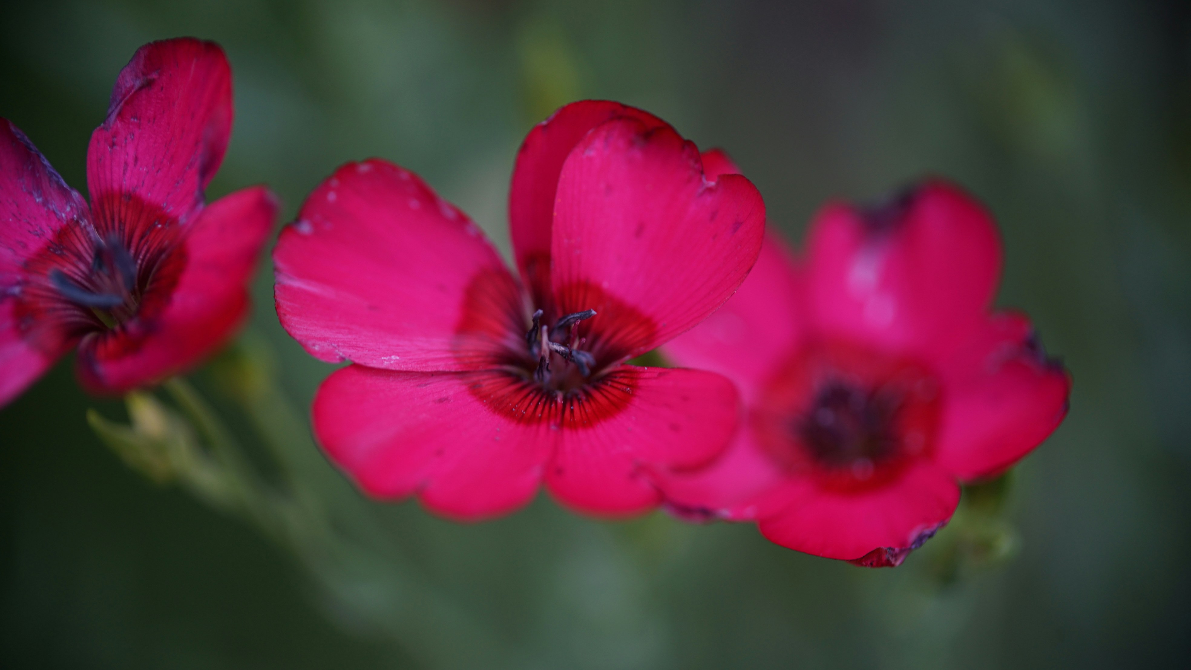 Photo by hannahslensphotography