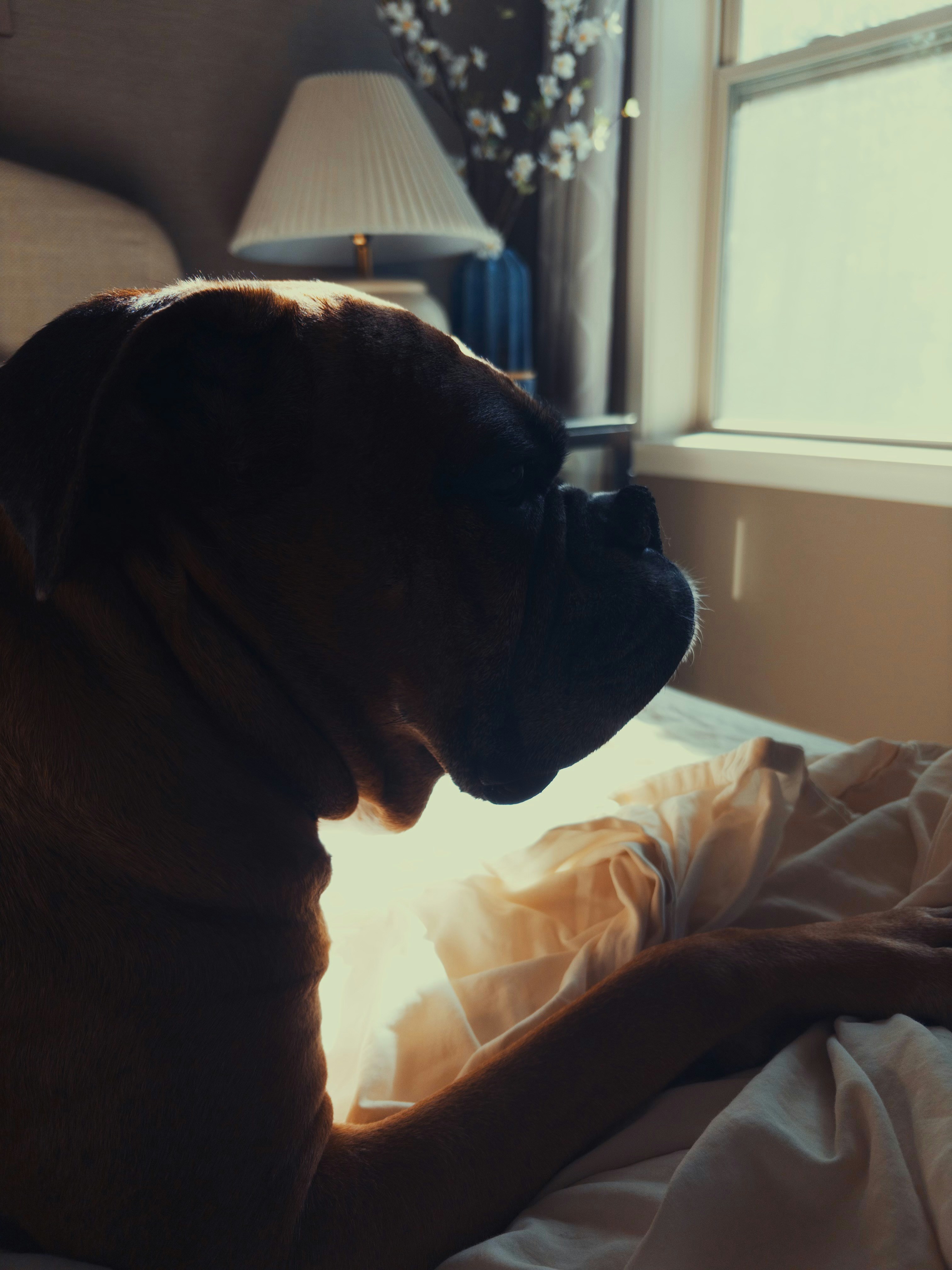 Boxer dog resting on a bed near a window.