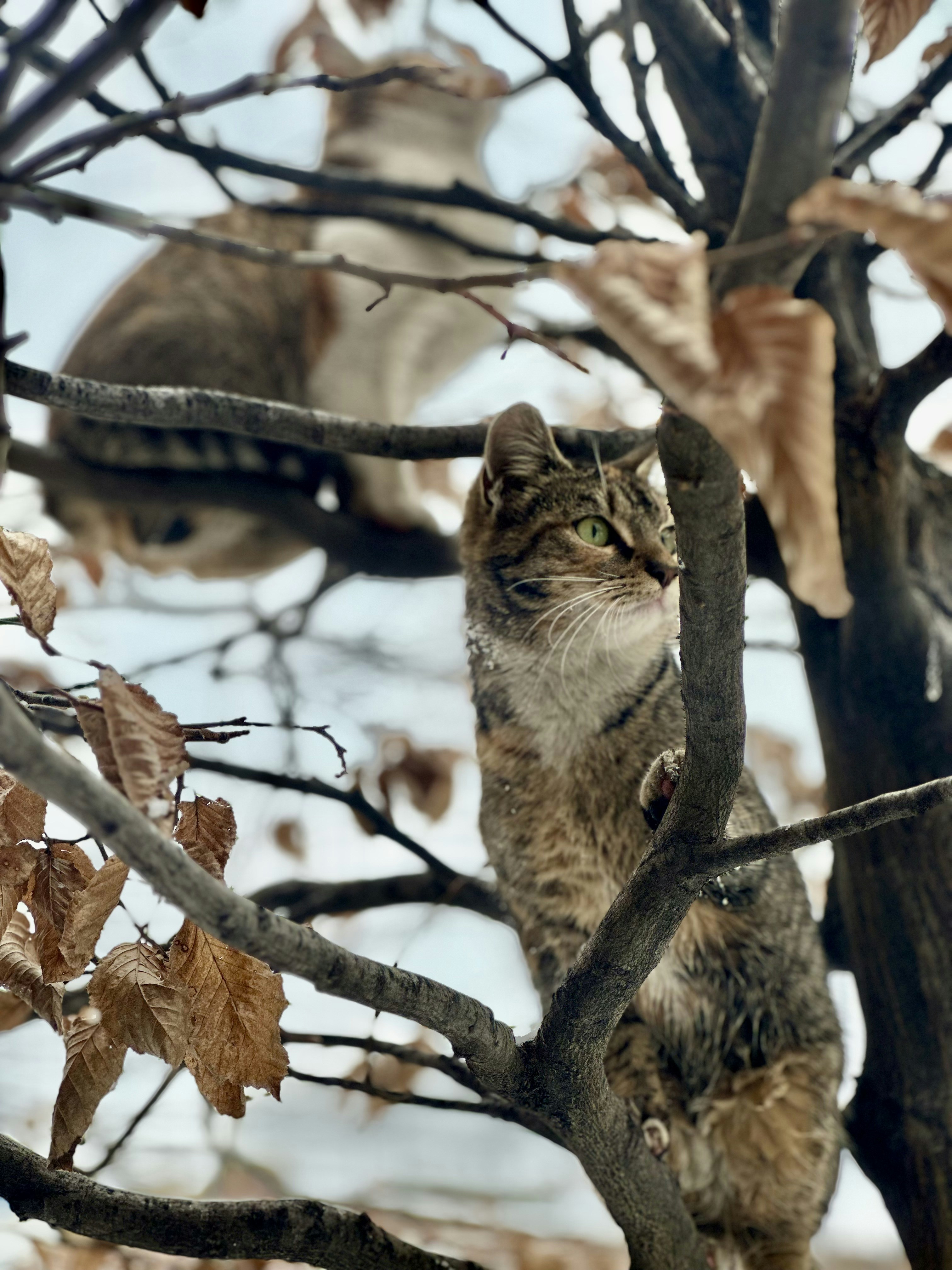 Deux chats perchés dans un arbre nu en hiver