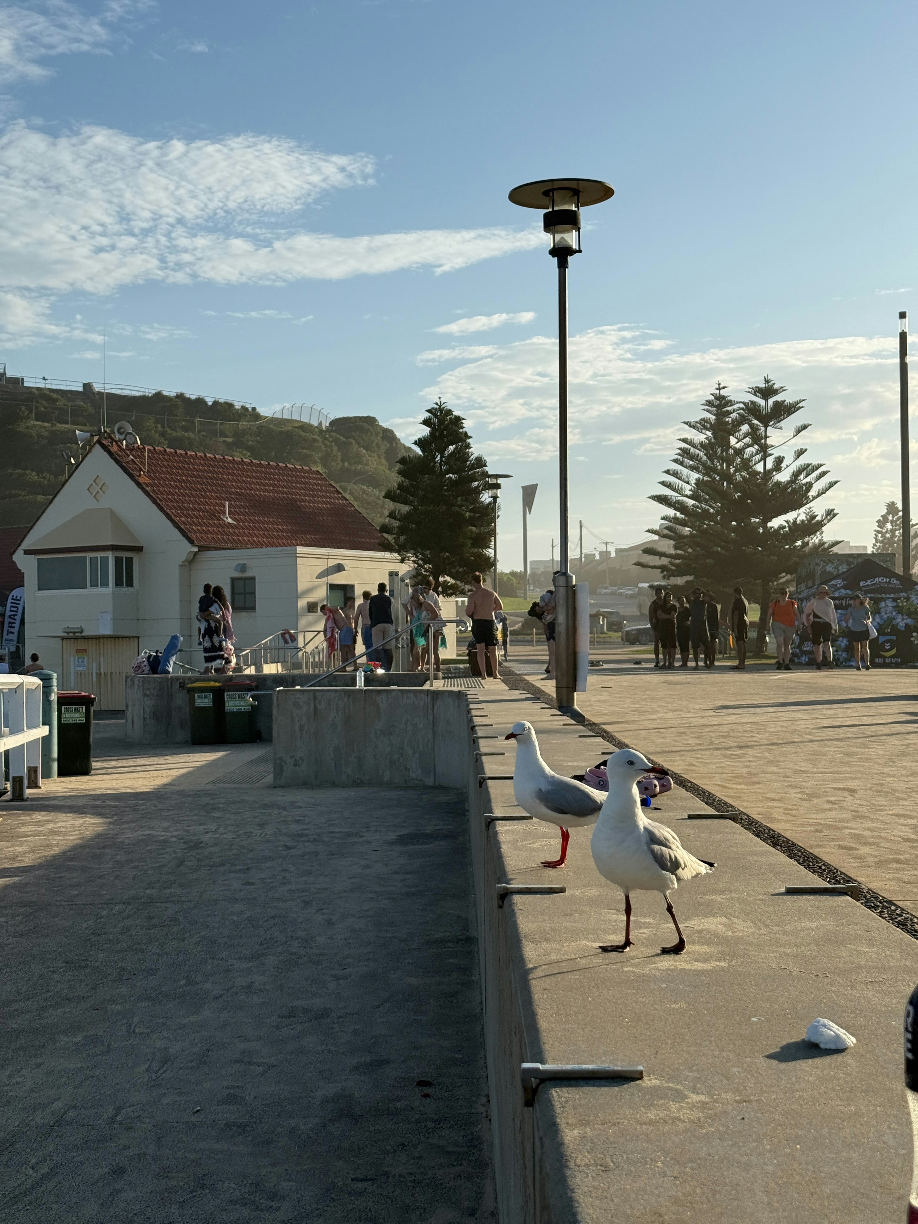 Seagulls on a sunny day by the ocean.