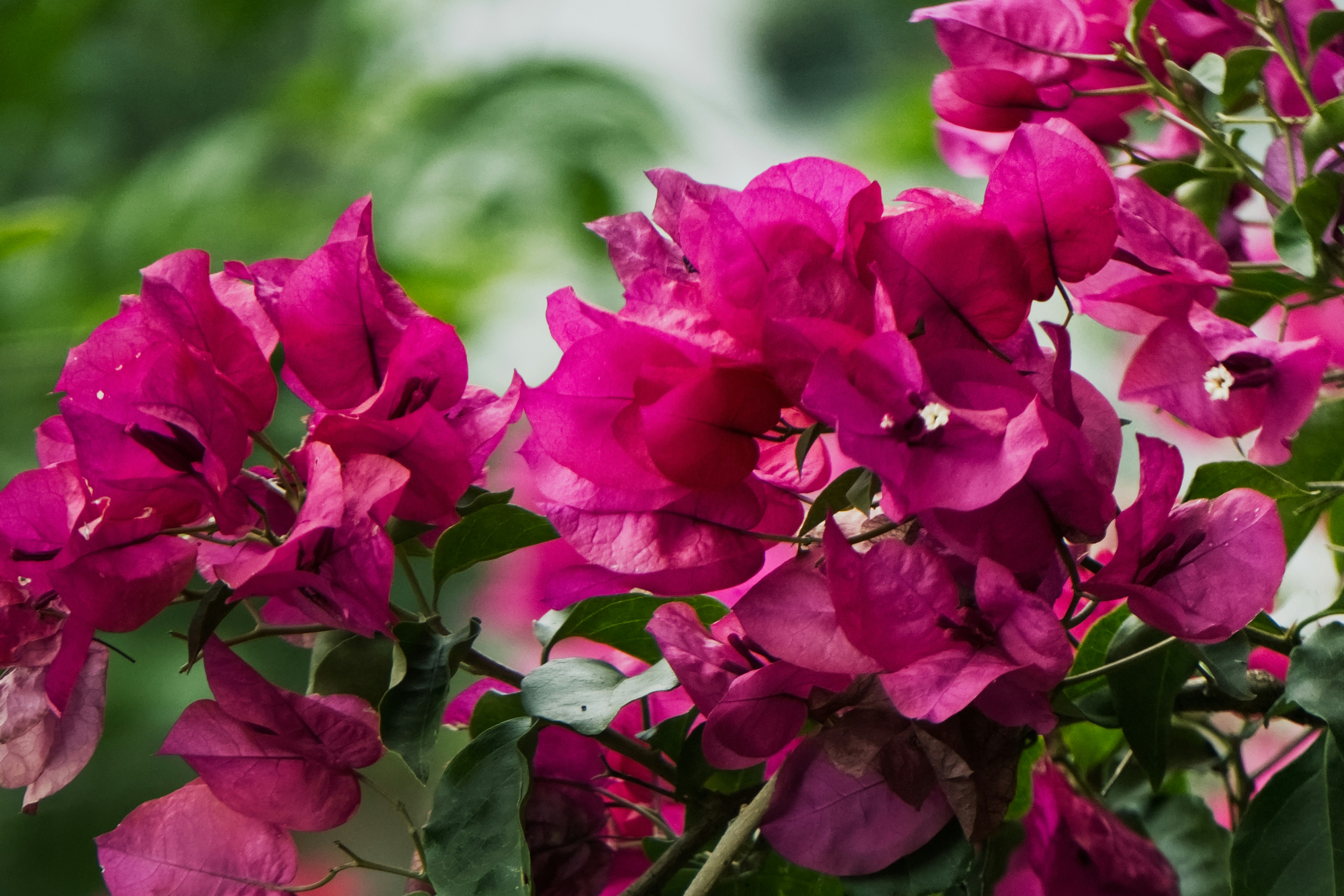 Photo by oscarespiritu