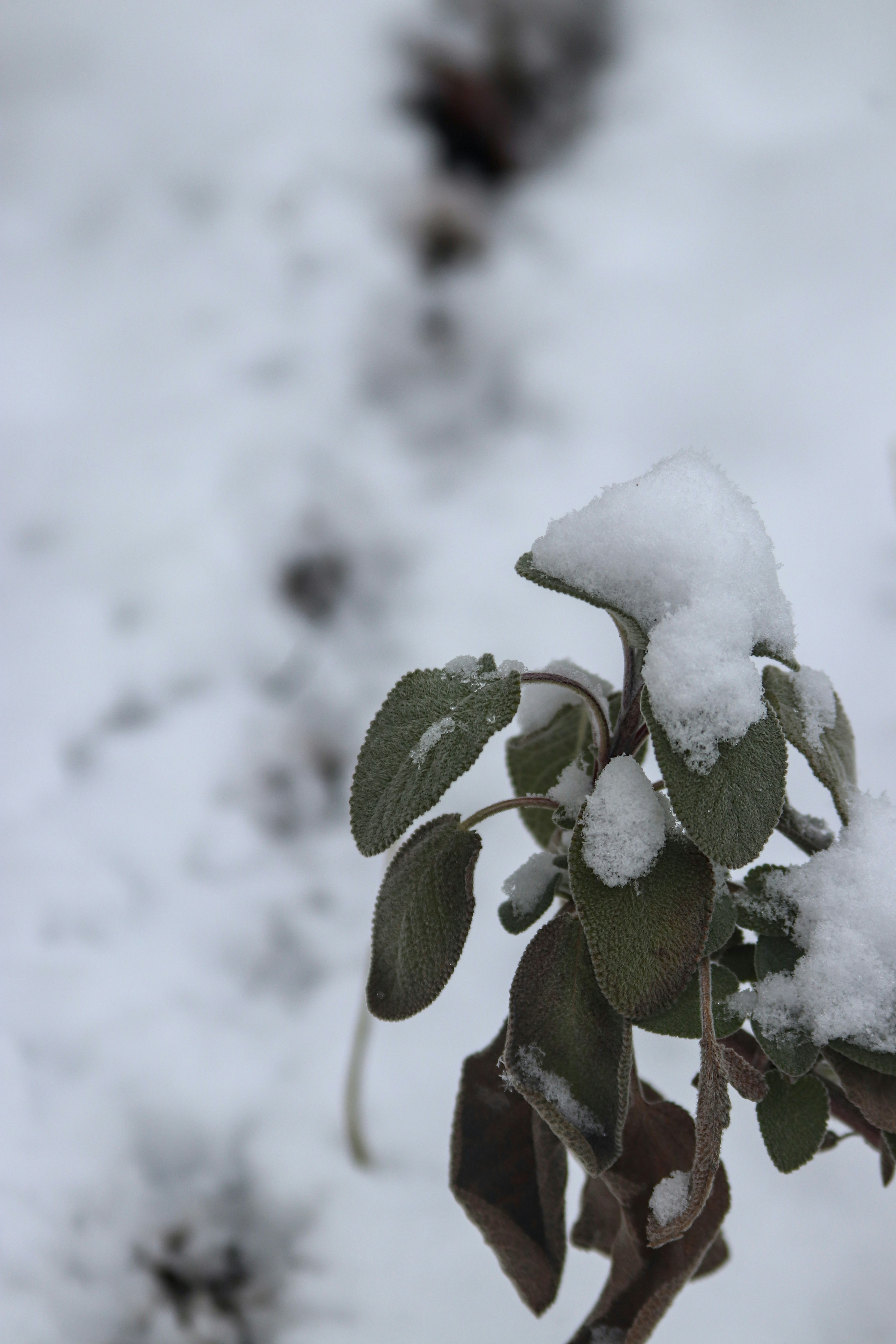 A plant covered in snow with footprints behind it
