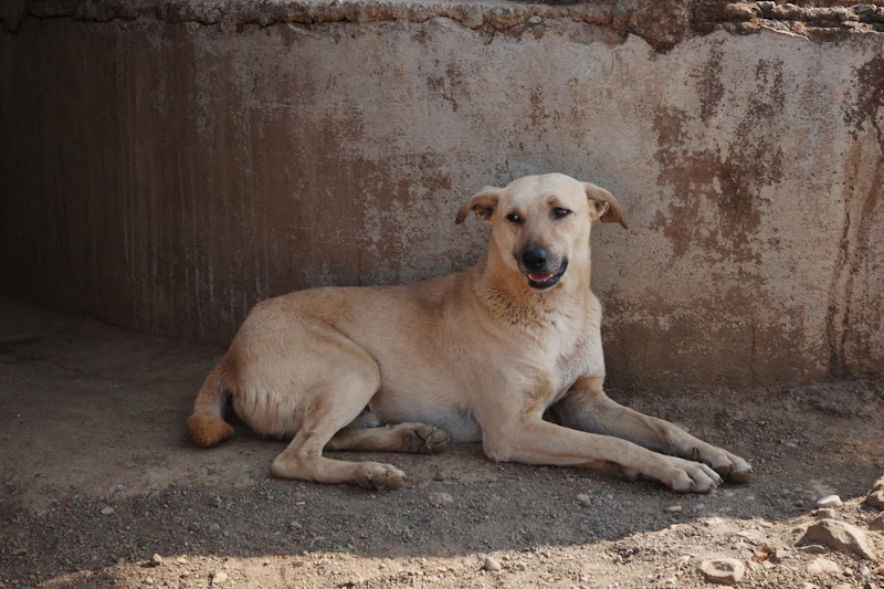 Best Pet-Friendly Hotels and Stays in Lonavala for Travelers With Furry Companions