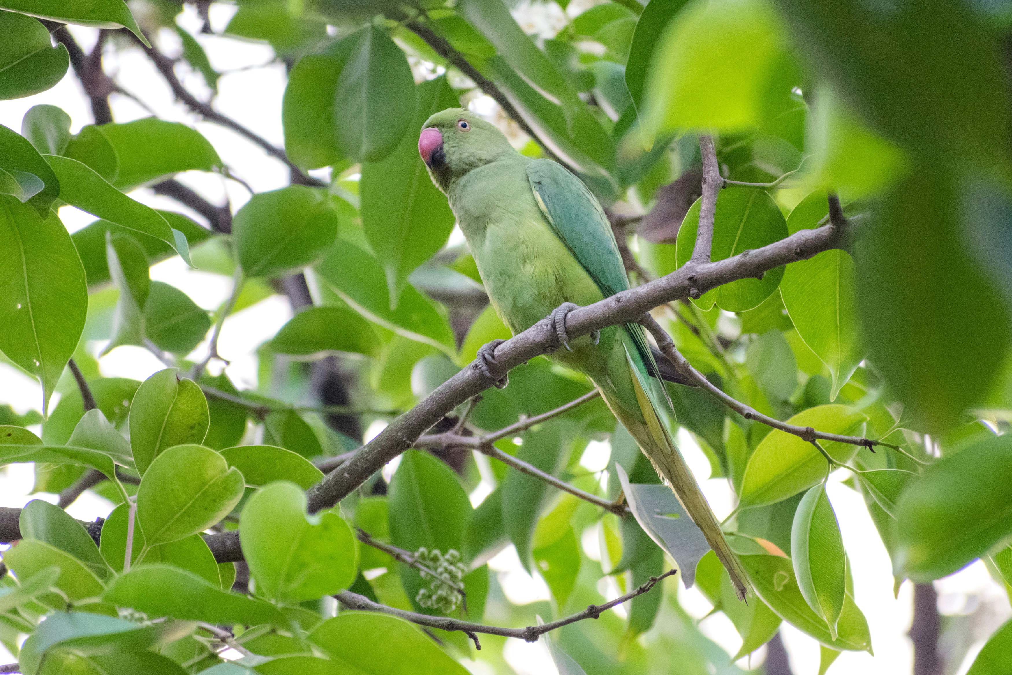 Photo by sonika_agarwal